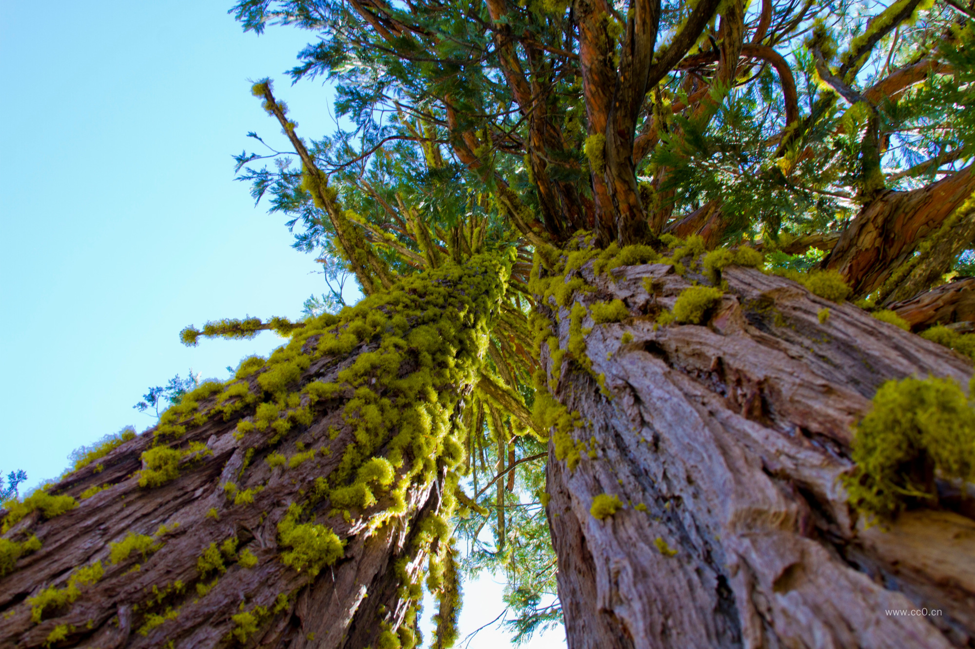 大树树干上的青苔