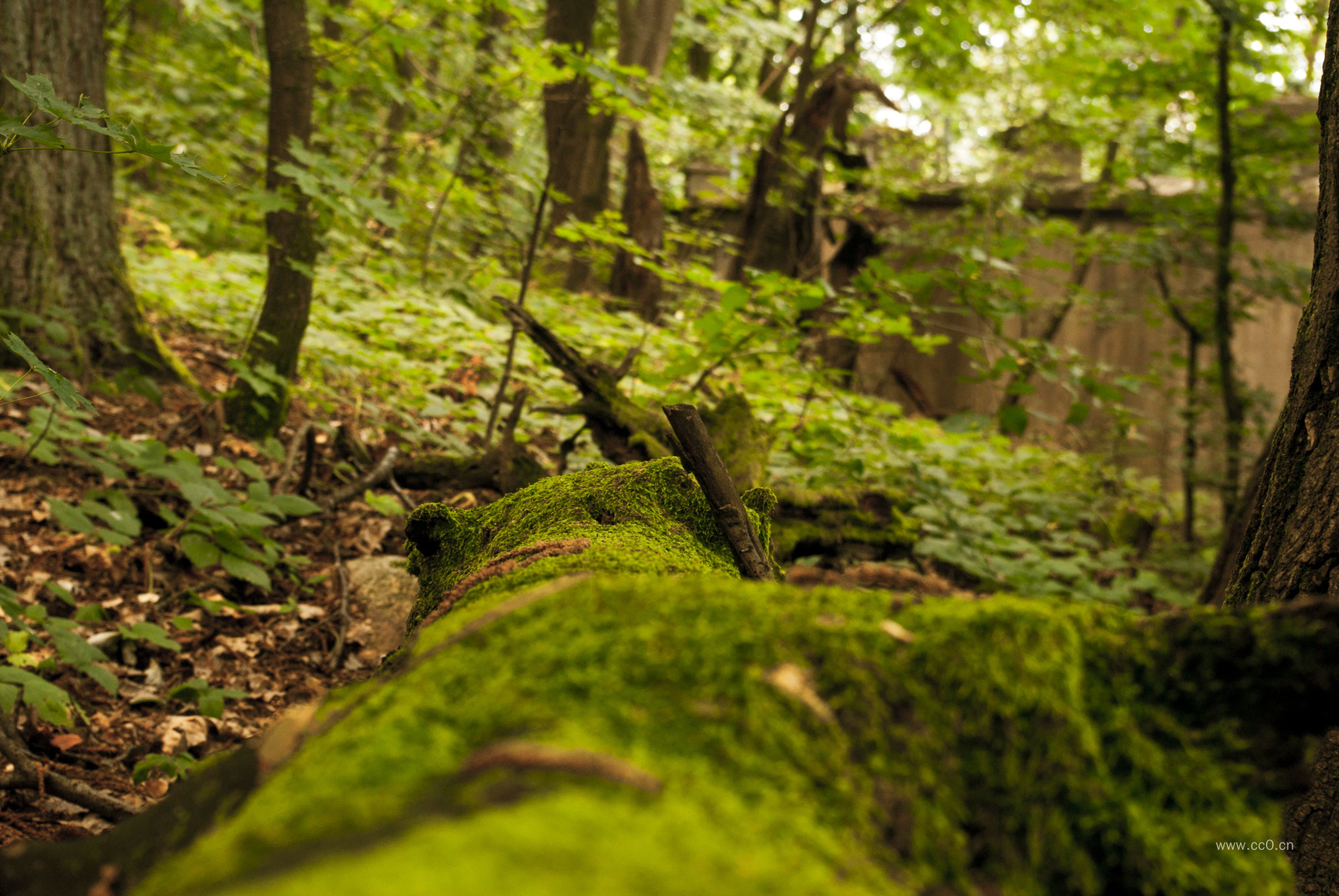 树林中的青苔植物图片