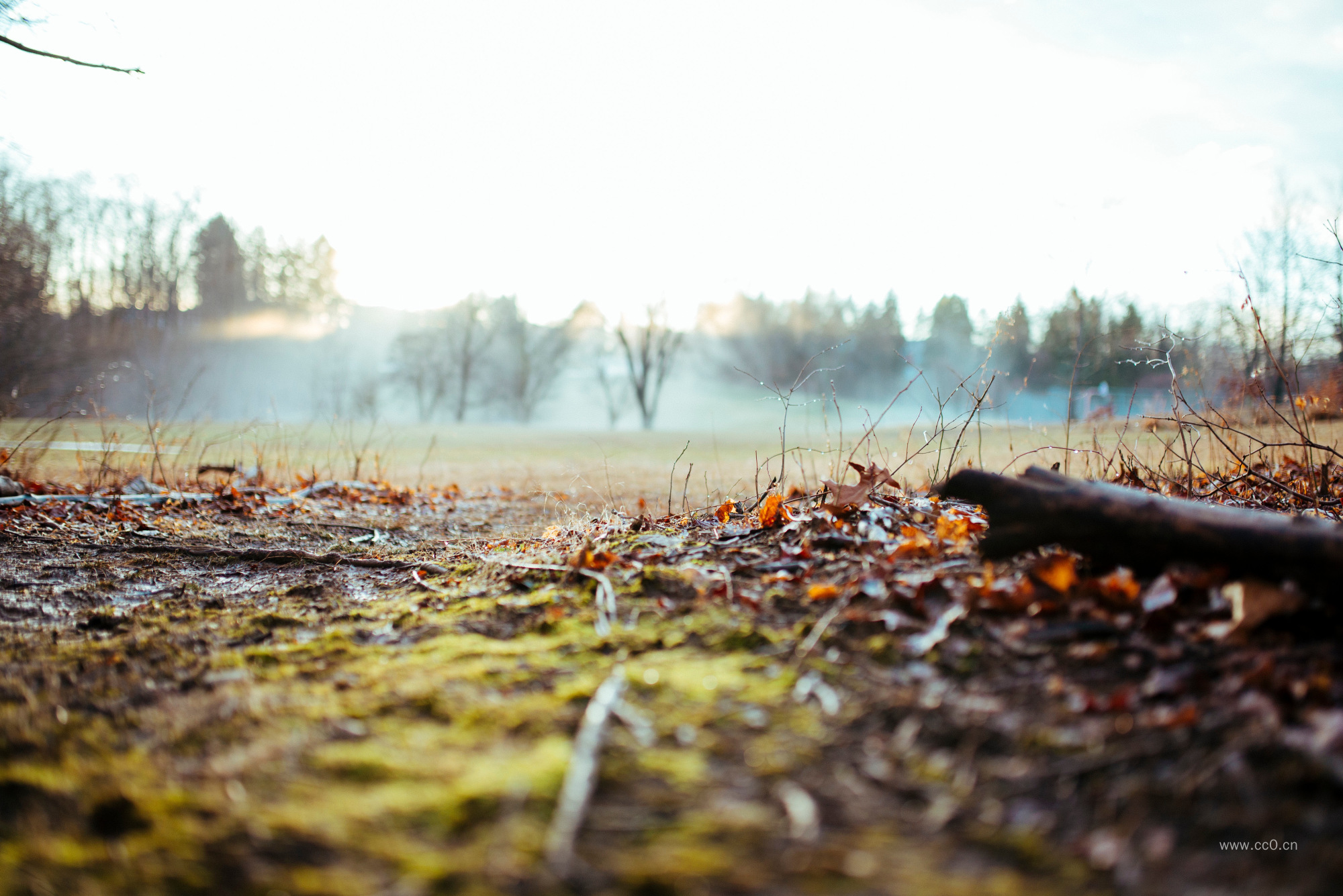 清晨地面的青苔植物