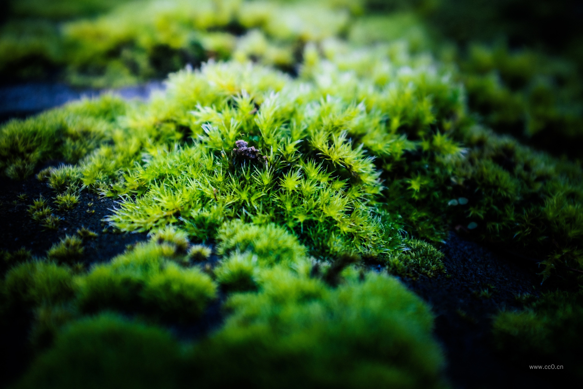 绿色的青苔苔藓植物
