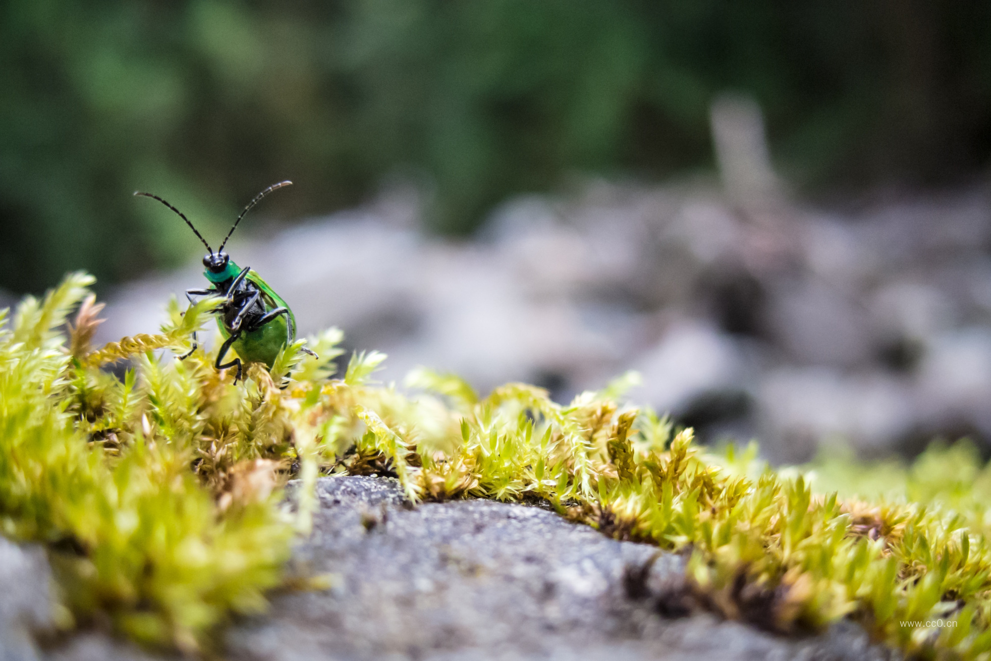 苔藓上的一只甲虫