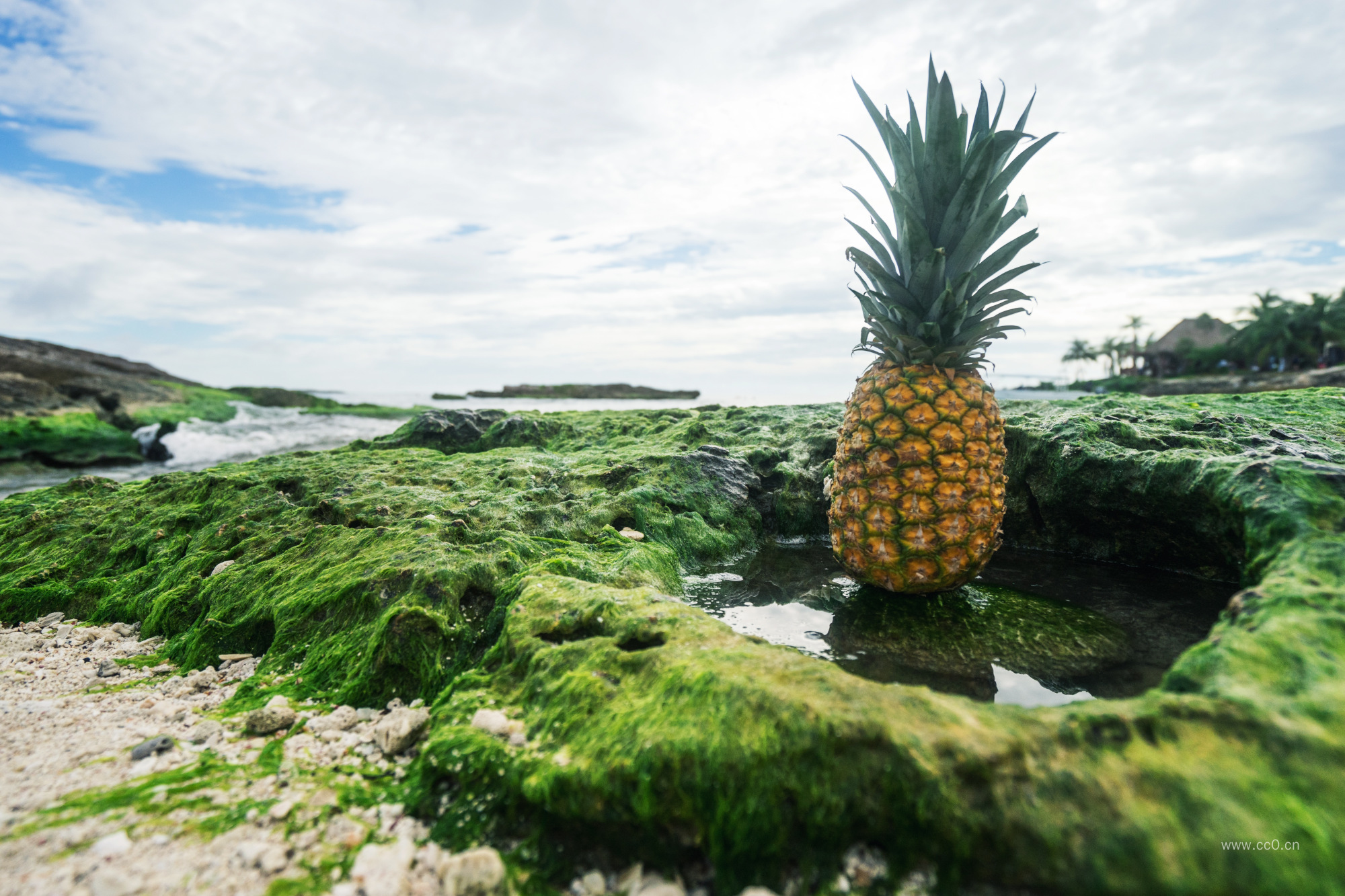 菠萝与青苔图片