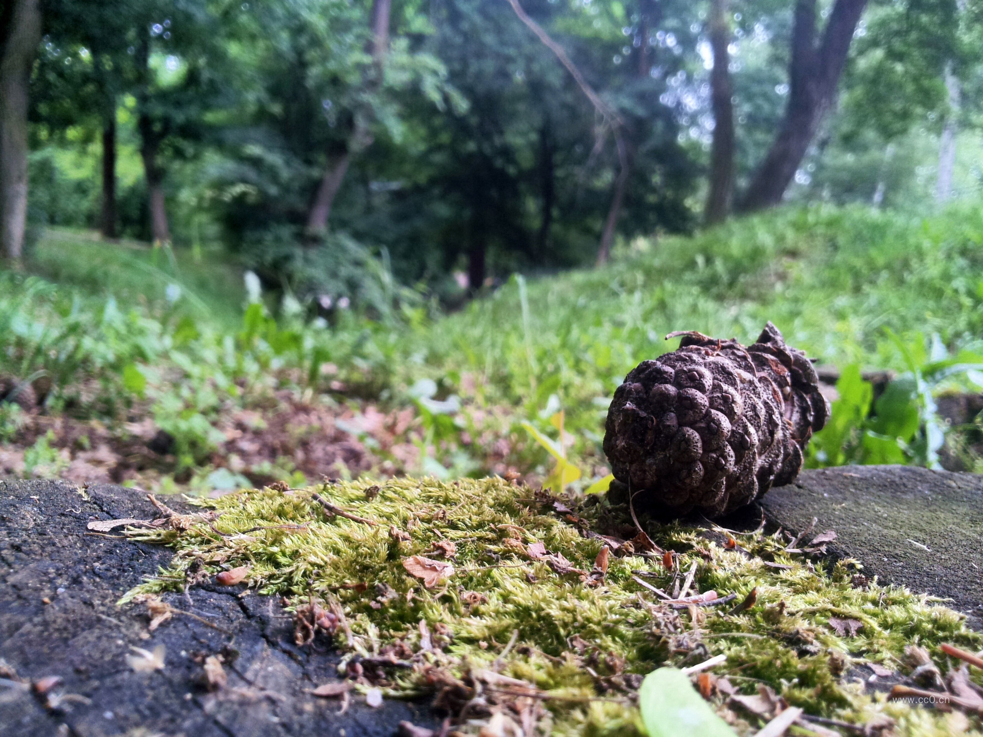 青苔与松果图片
