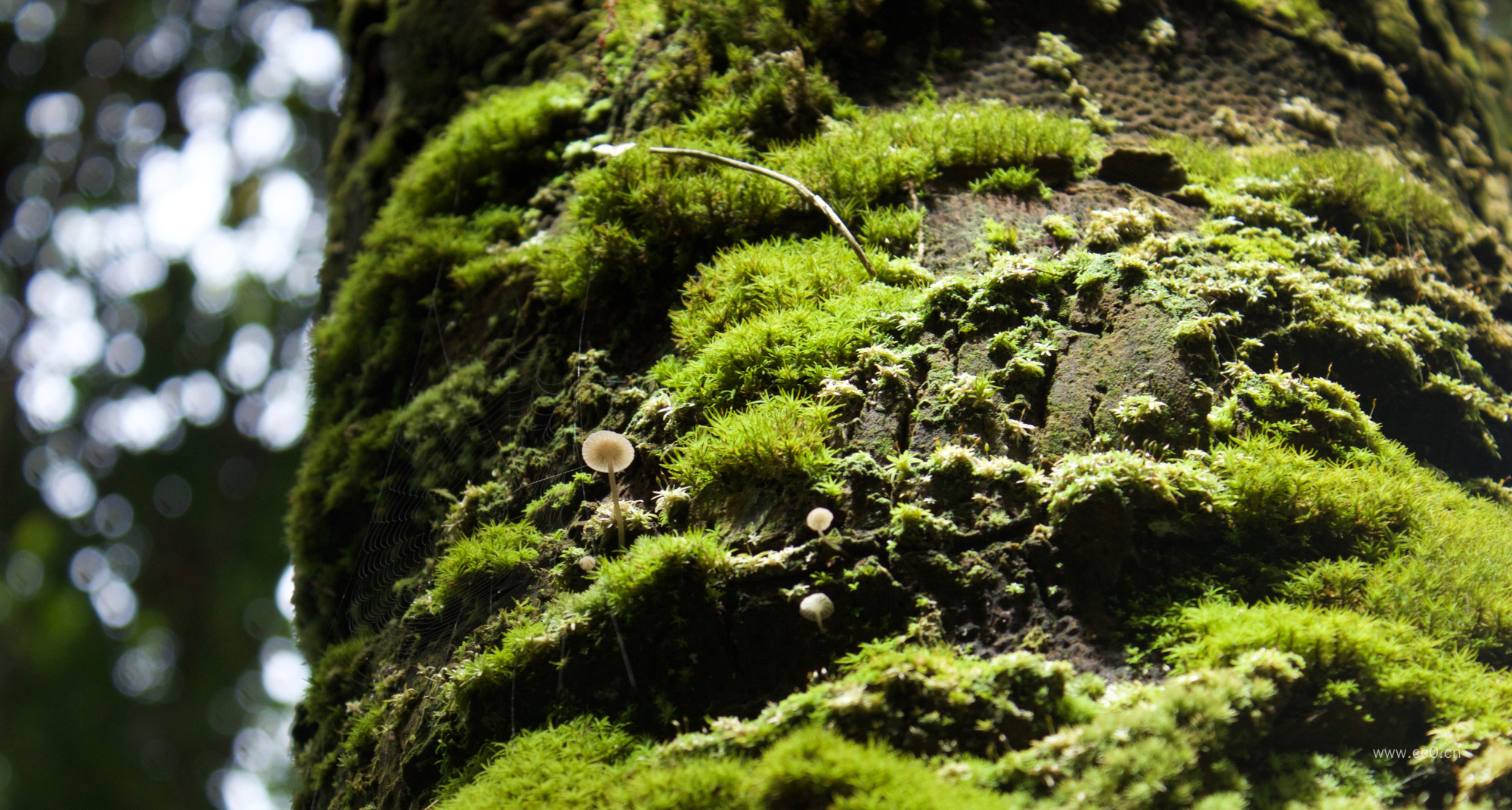 青苔与蘑菇植物图片