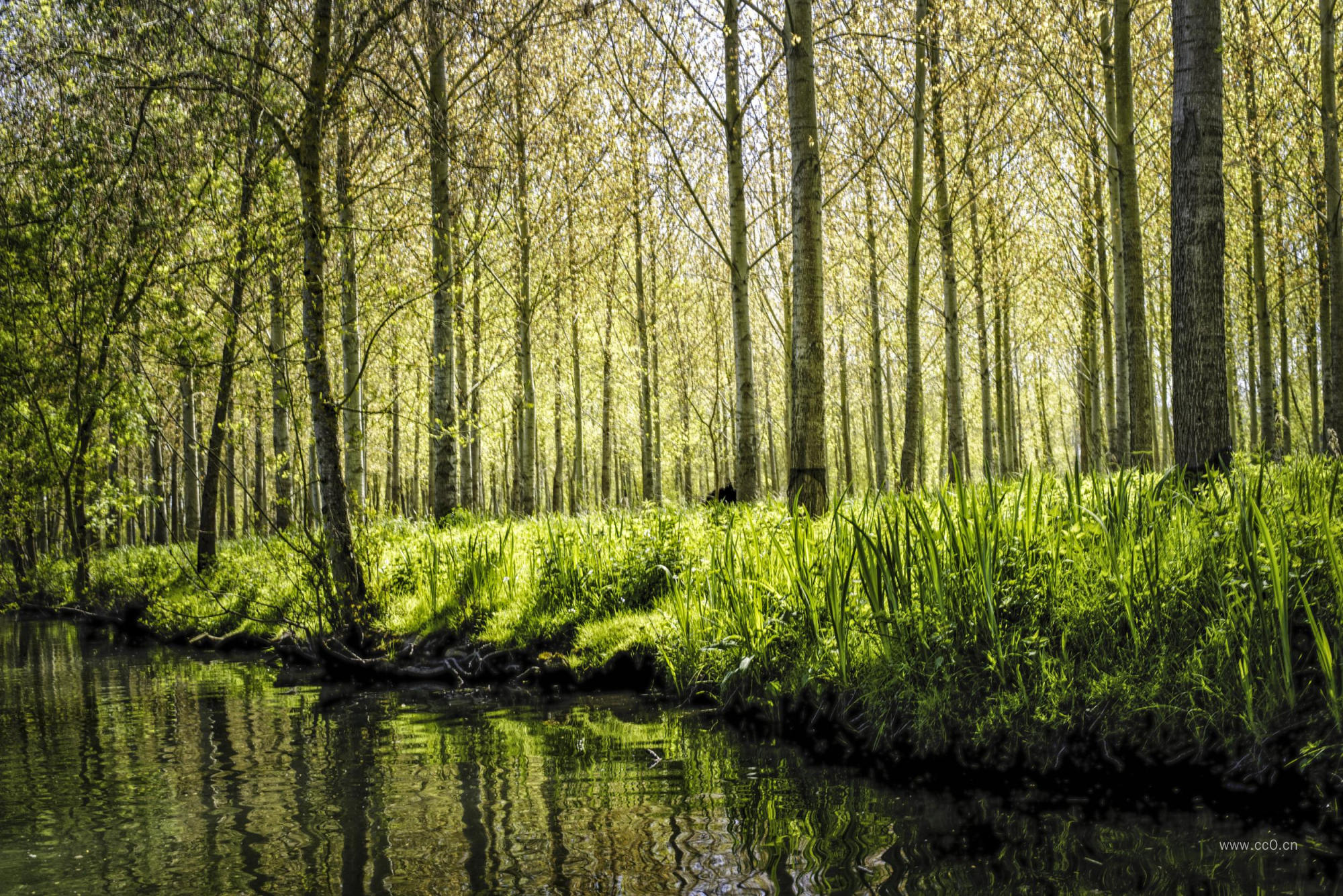 森林里的青草与河流自然风景