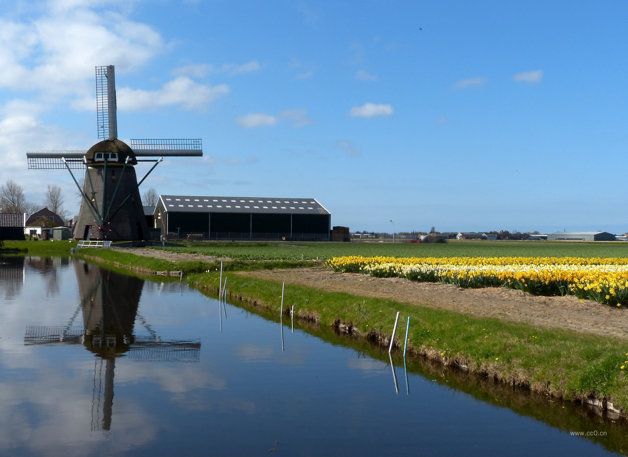 河岸的荷兰风车图片