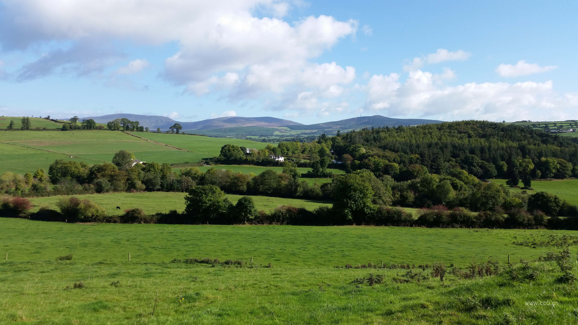 田园的树林植被与草地自然风景图片