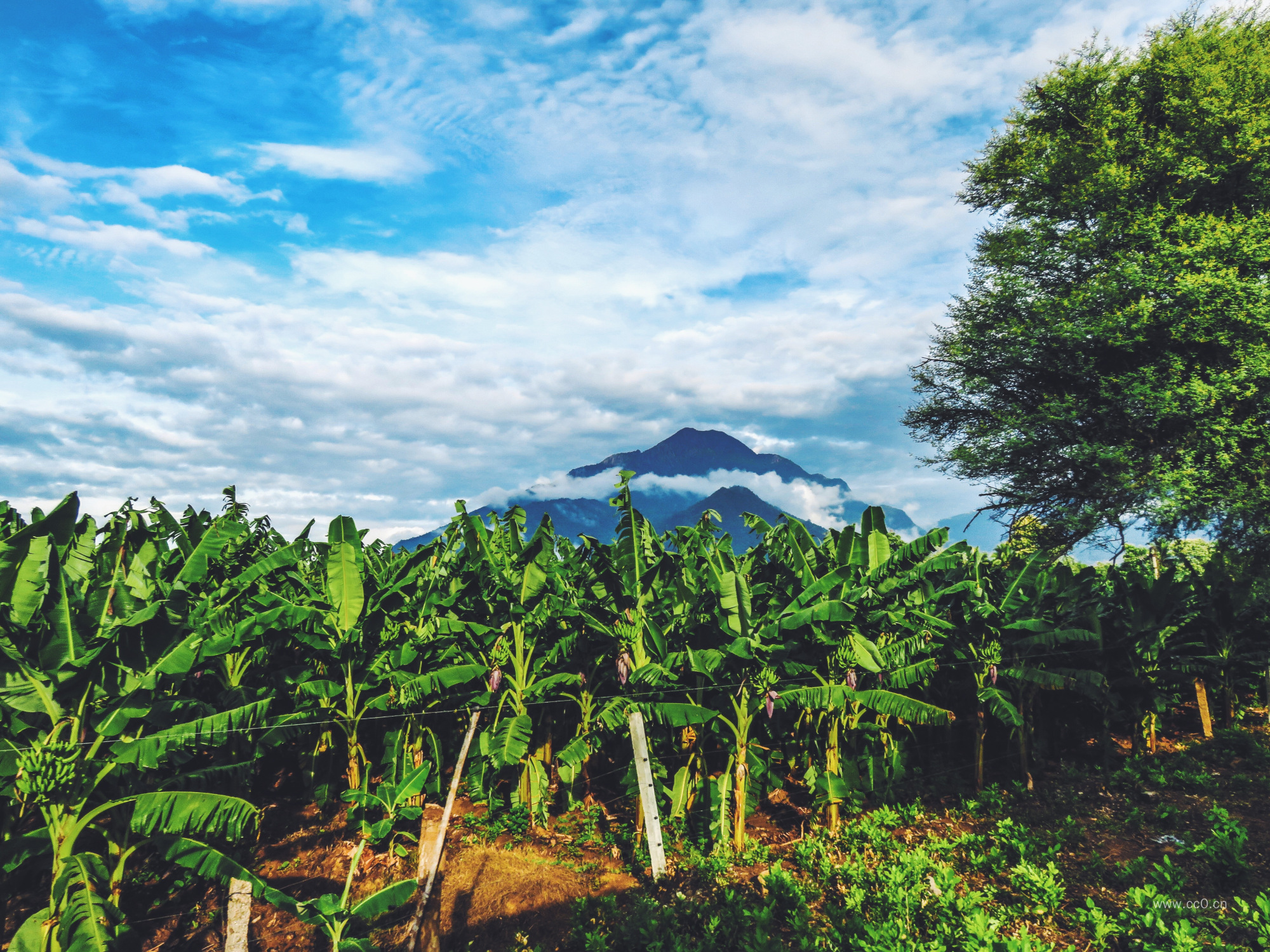 香蕉园的香蕉树图片
