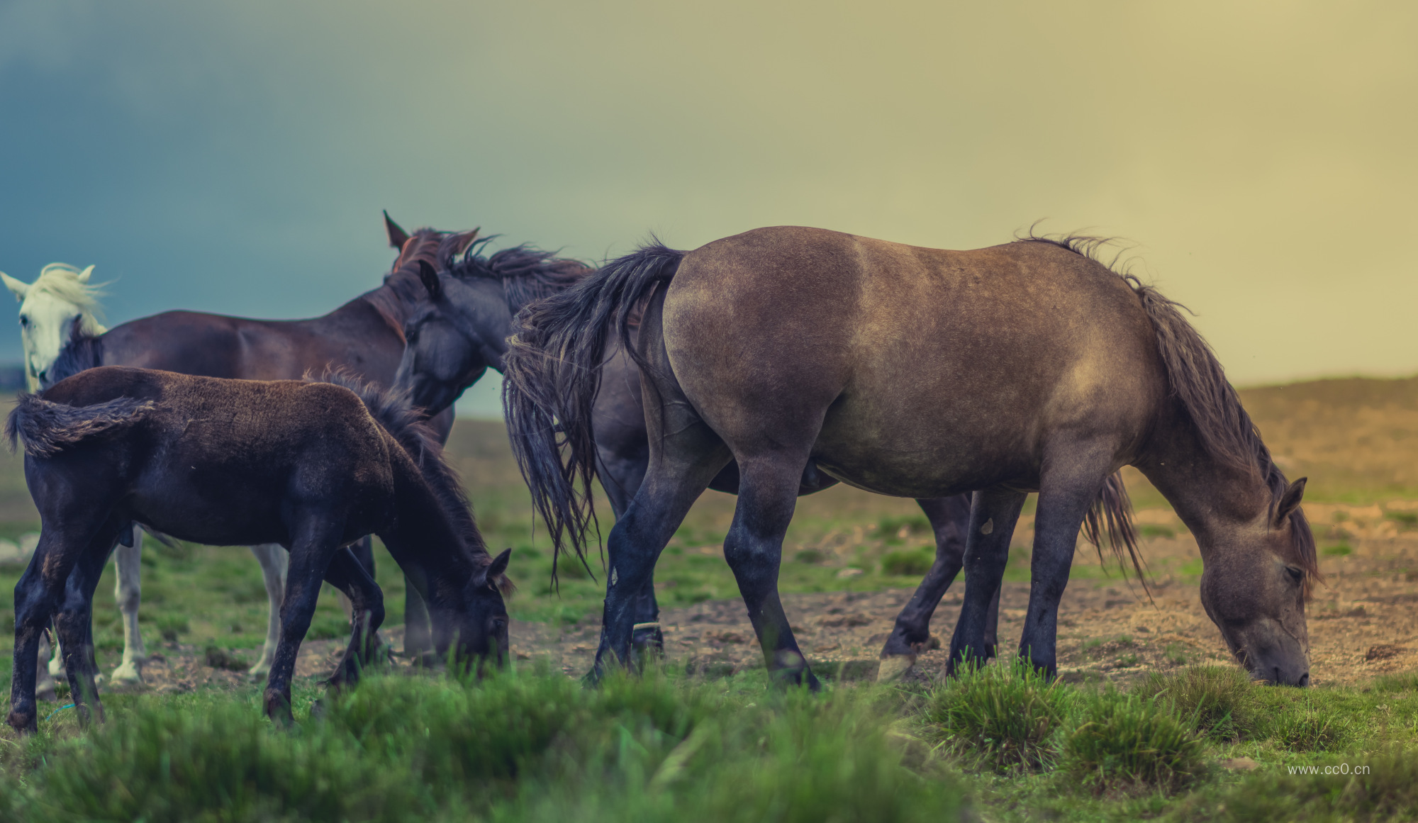 放牧的马匹