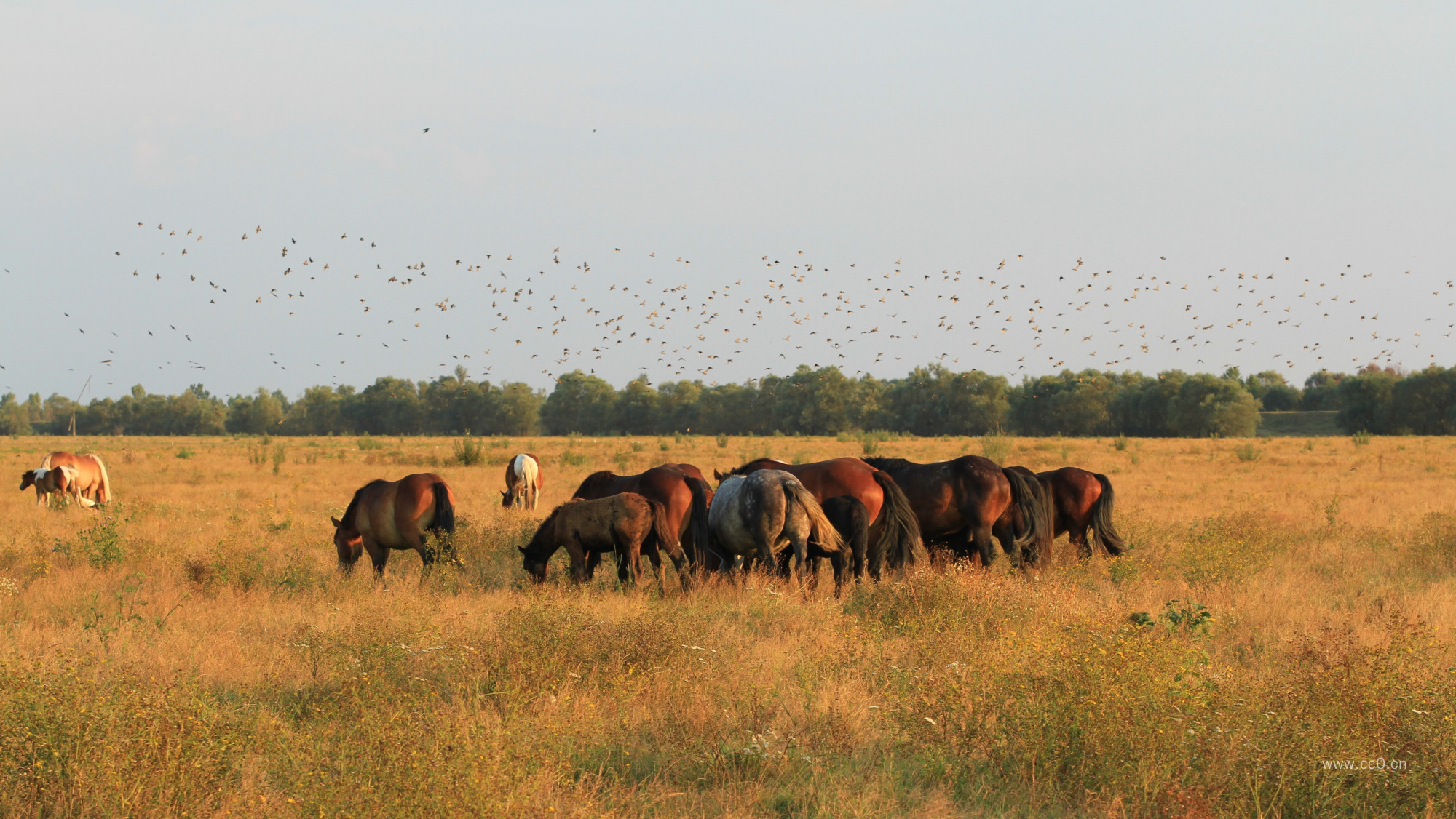 草地上放牧的马群