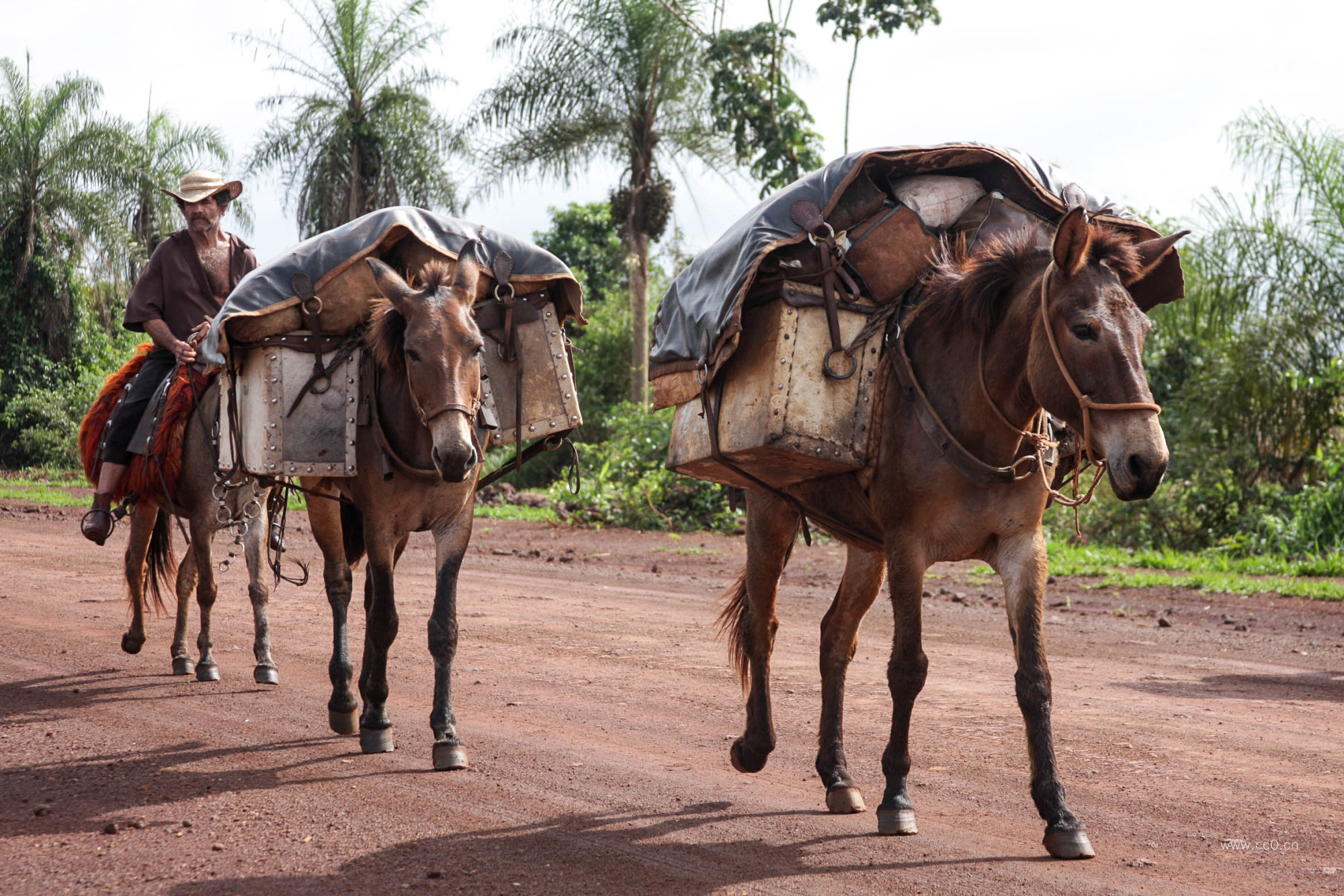 马匹驮着货物的图片