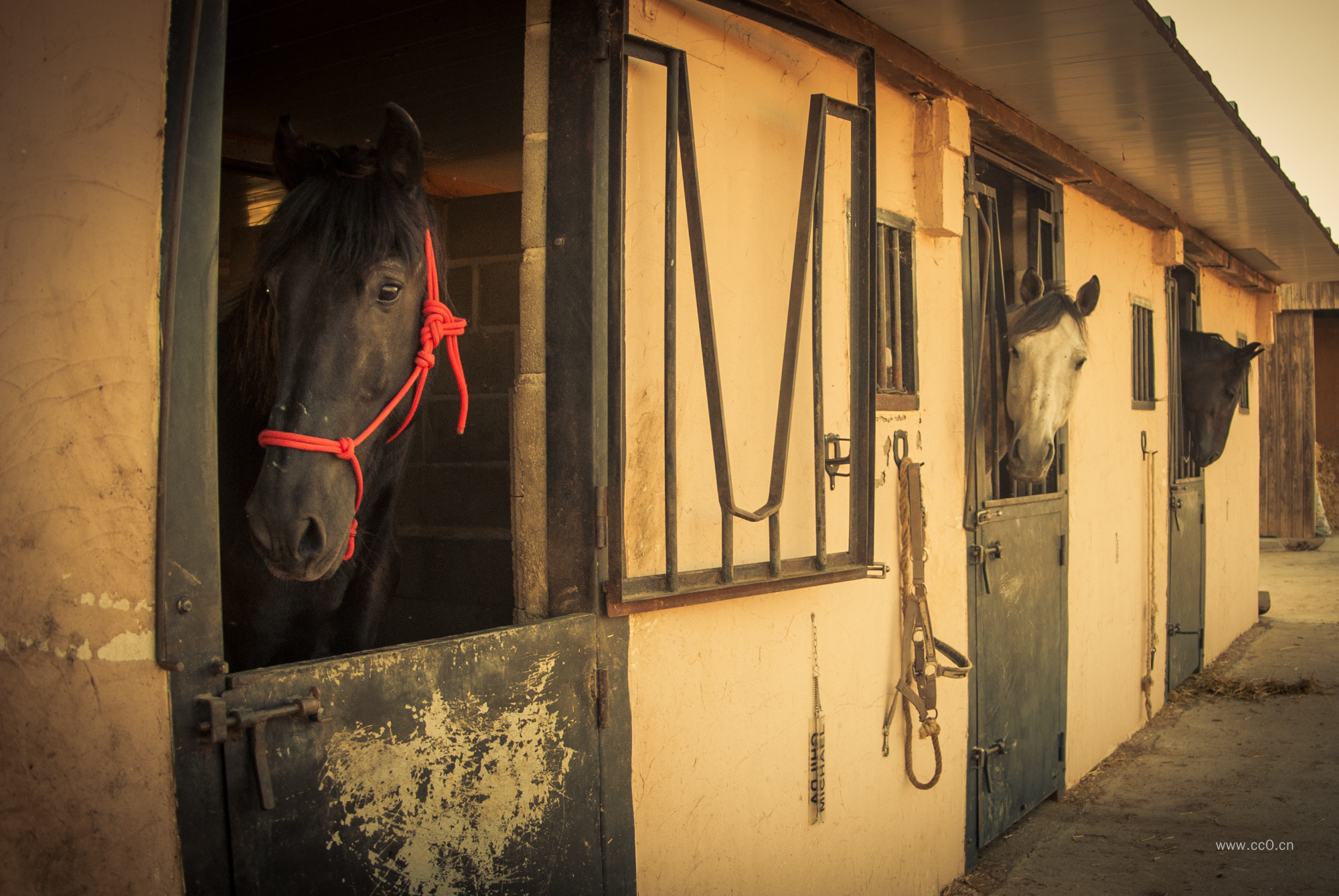 马厩的马匹图片