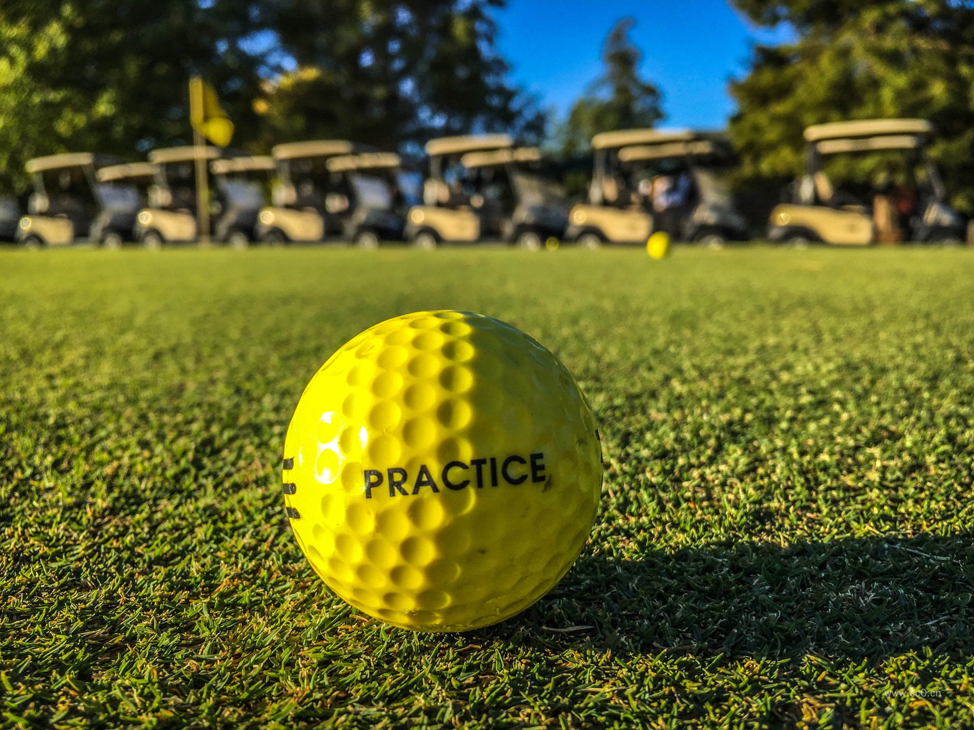 草坪上的高尔夫球