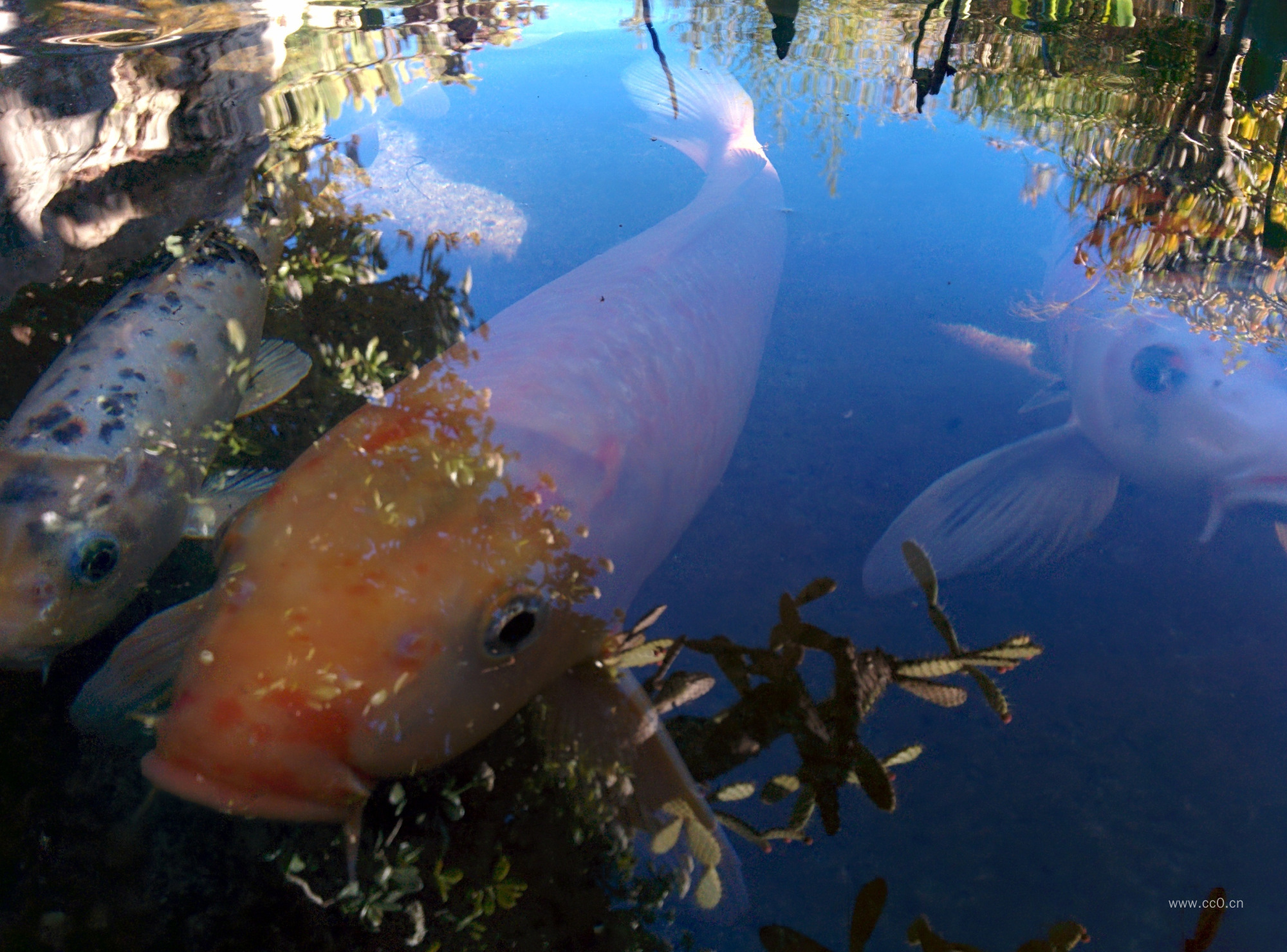 水下的鲤鱼图片