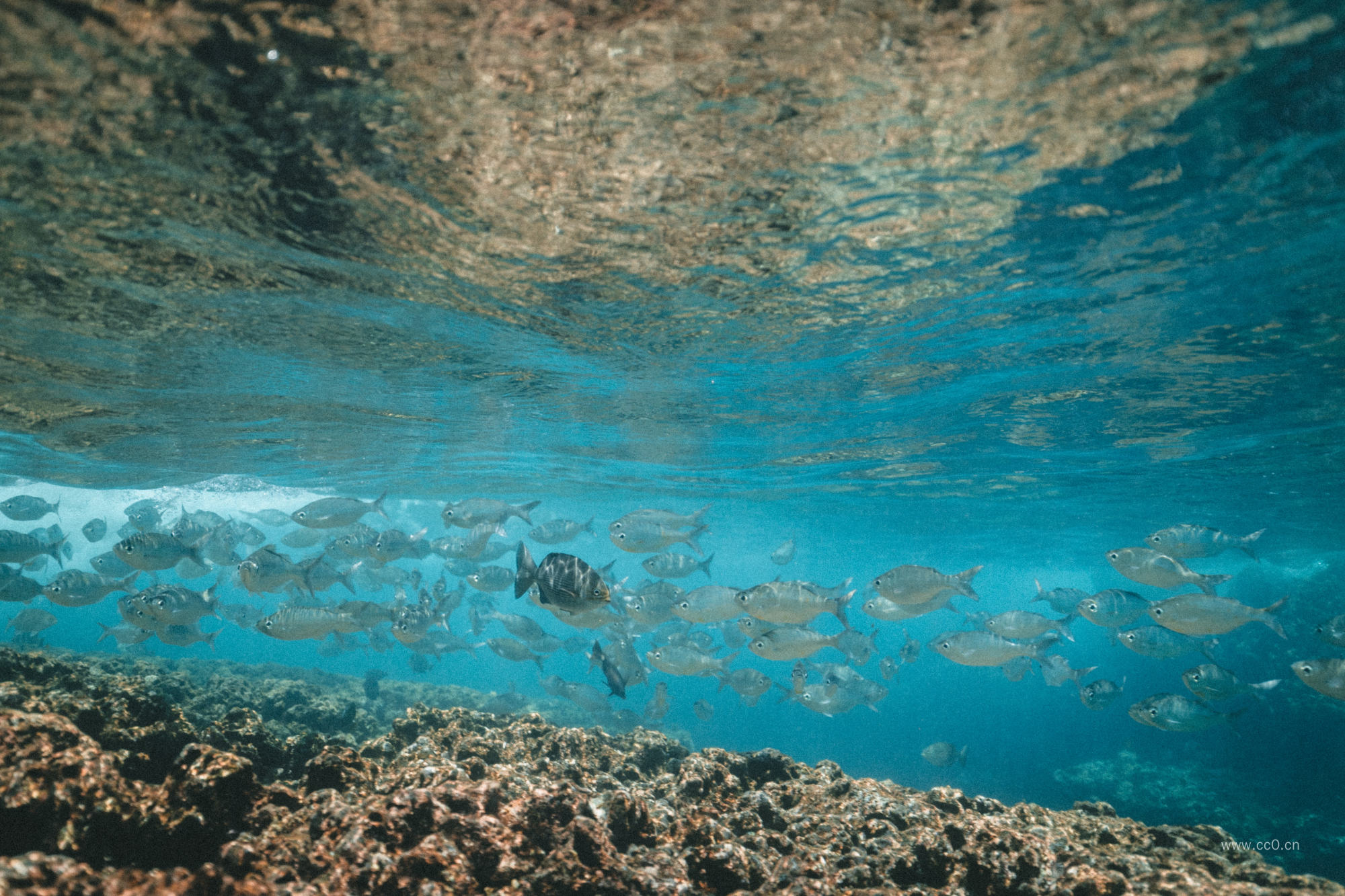 水底下的鱼群鱼类图片