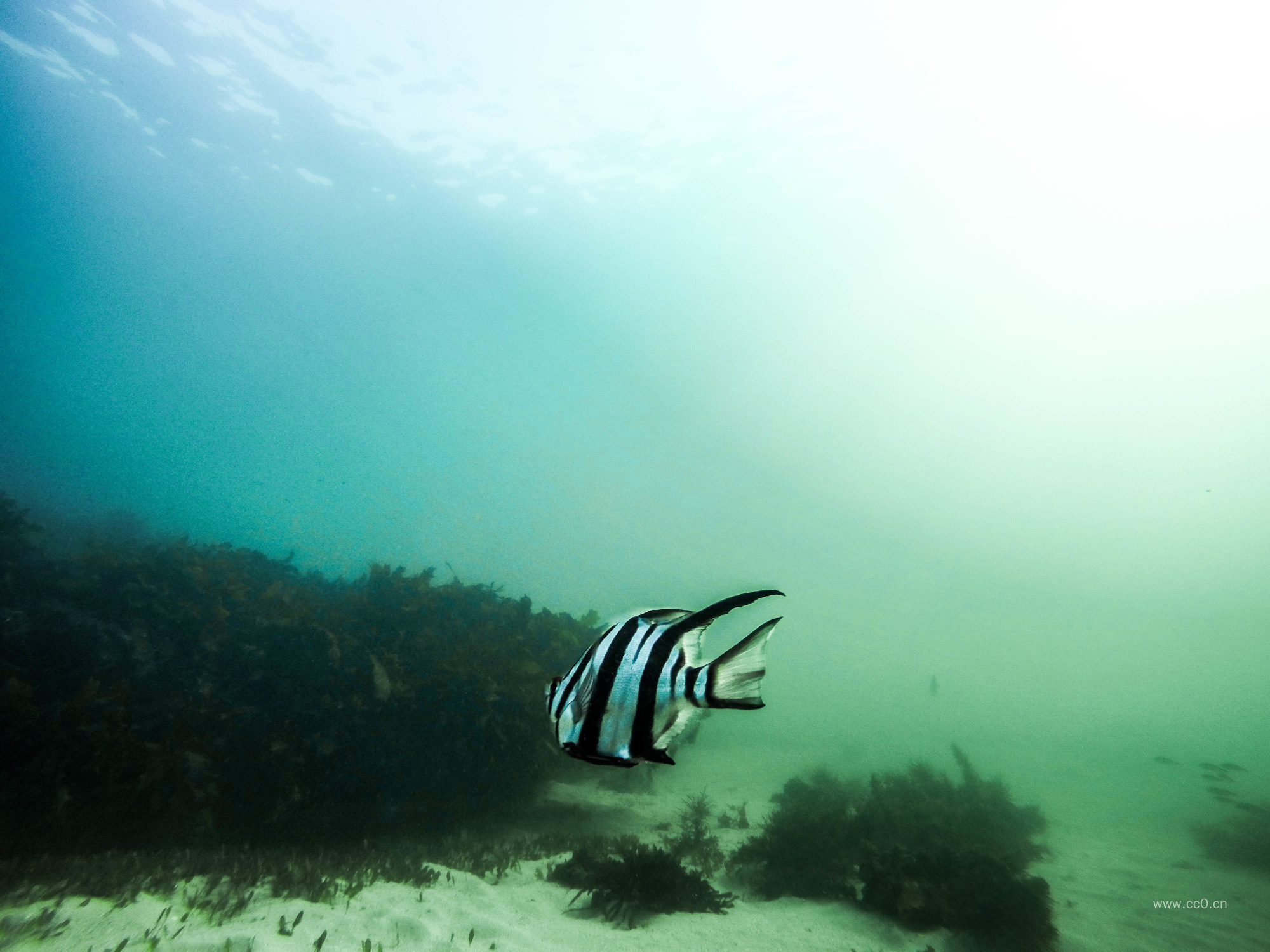 水底的鱼图片