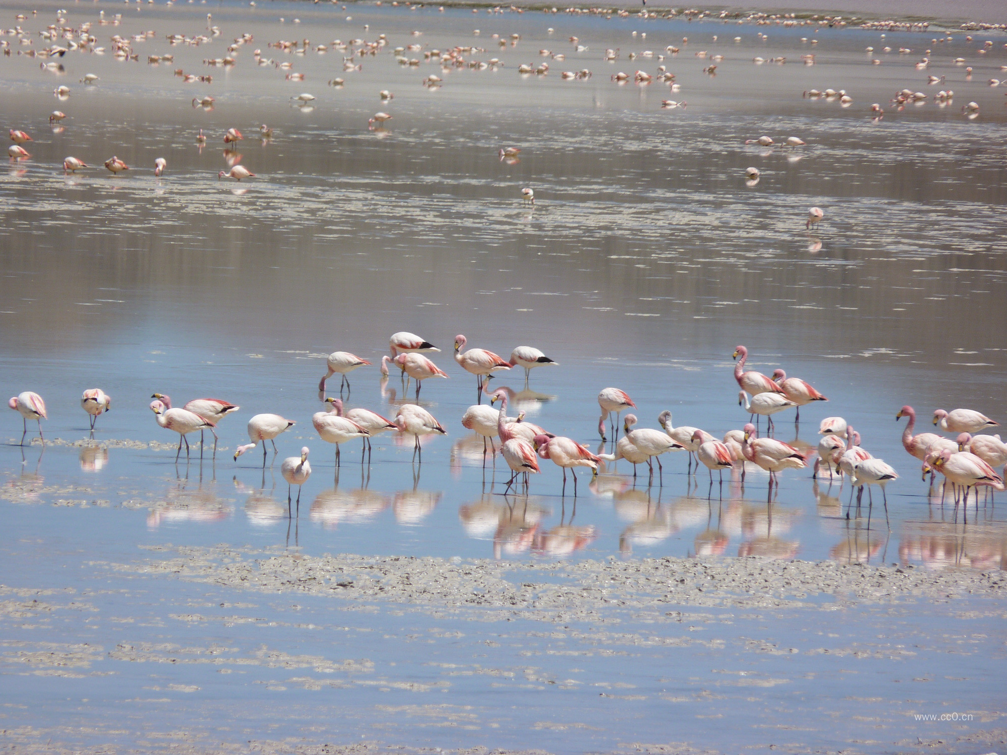 火烈鸟群的图片