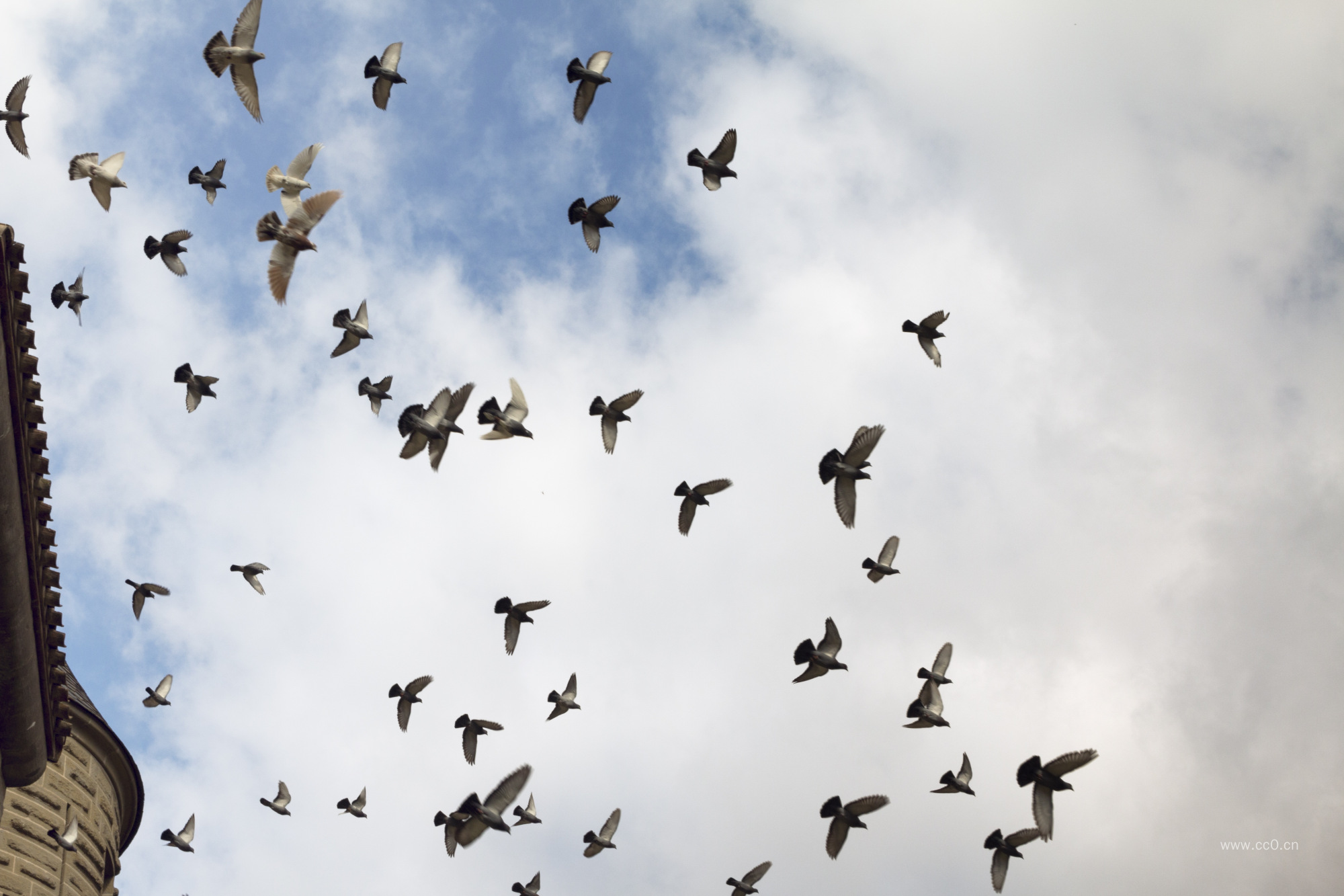 飞翔的鸟群图片