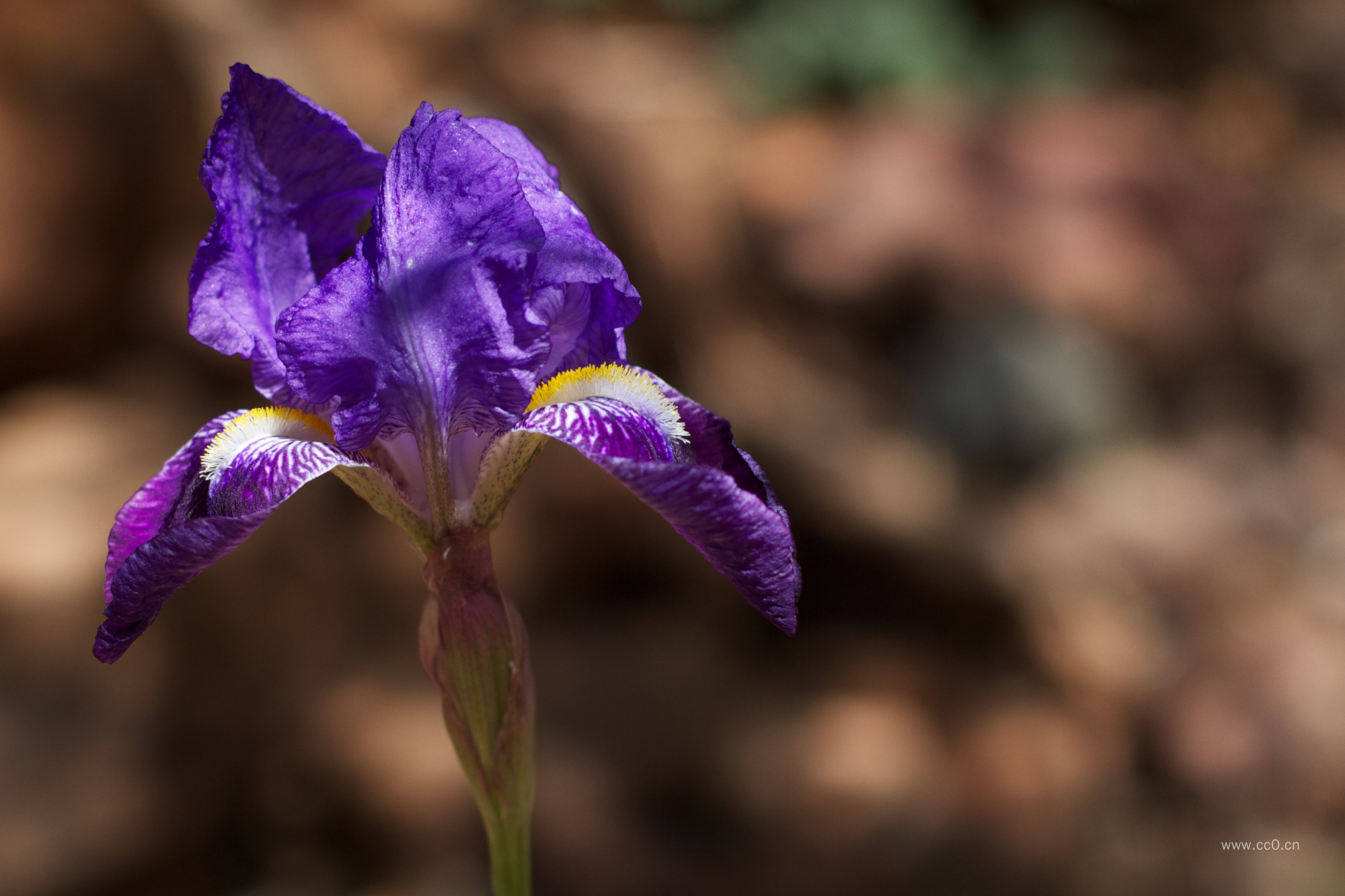 紫色的鸢尾花图片