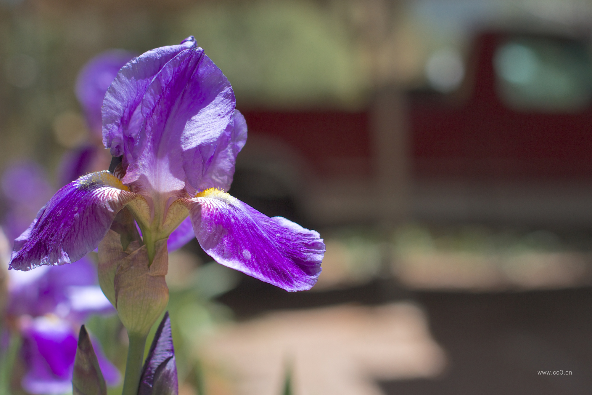 紫色的鸢尾花朵