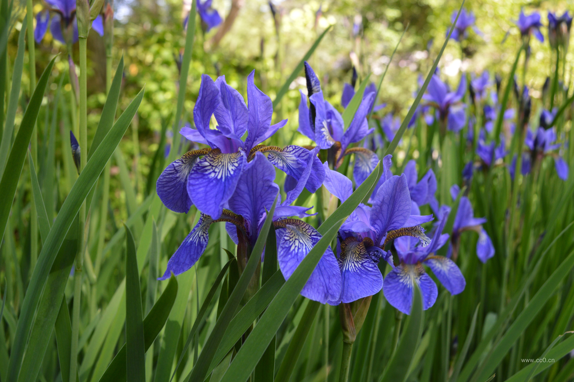 鸢尾花植物图片