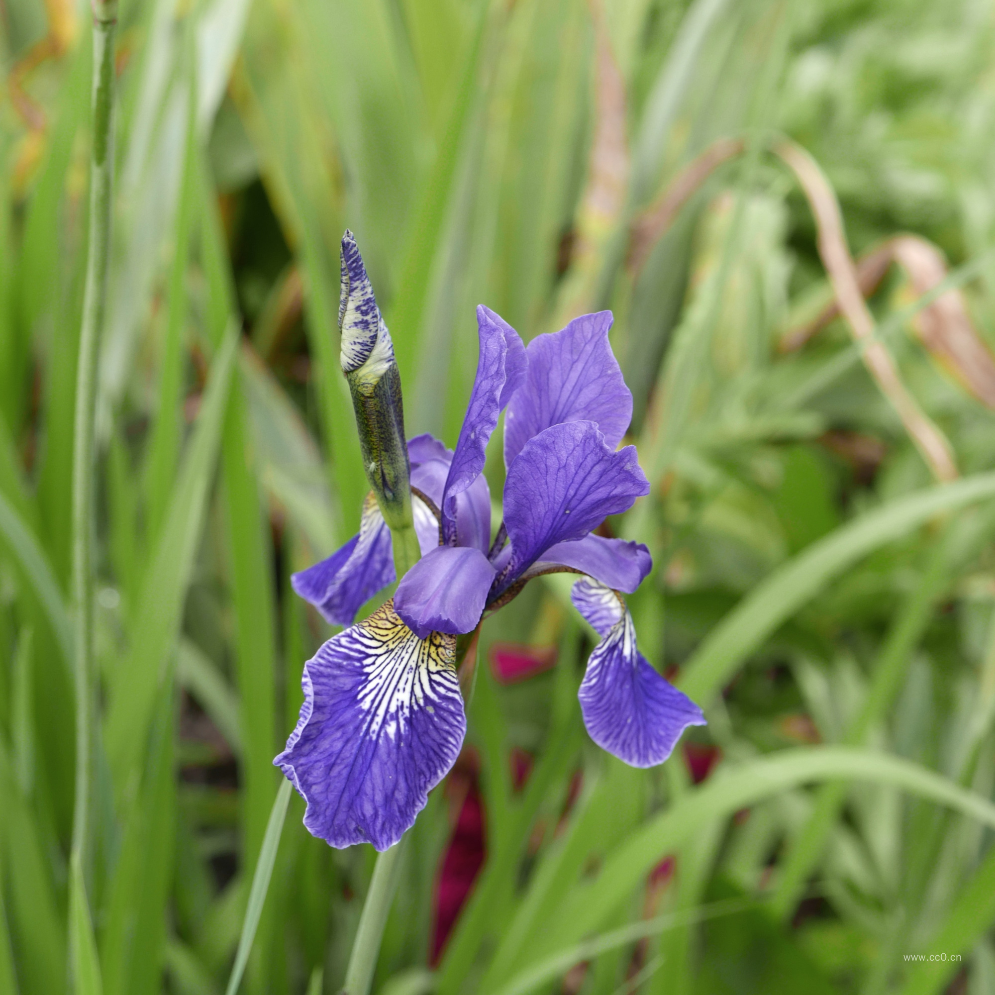 鸢尾花植物图片