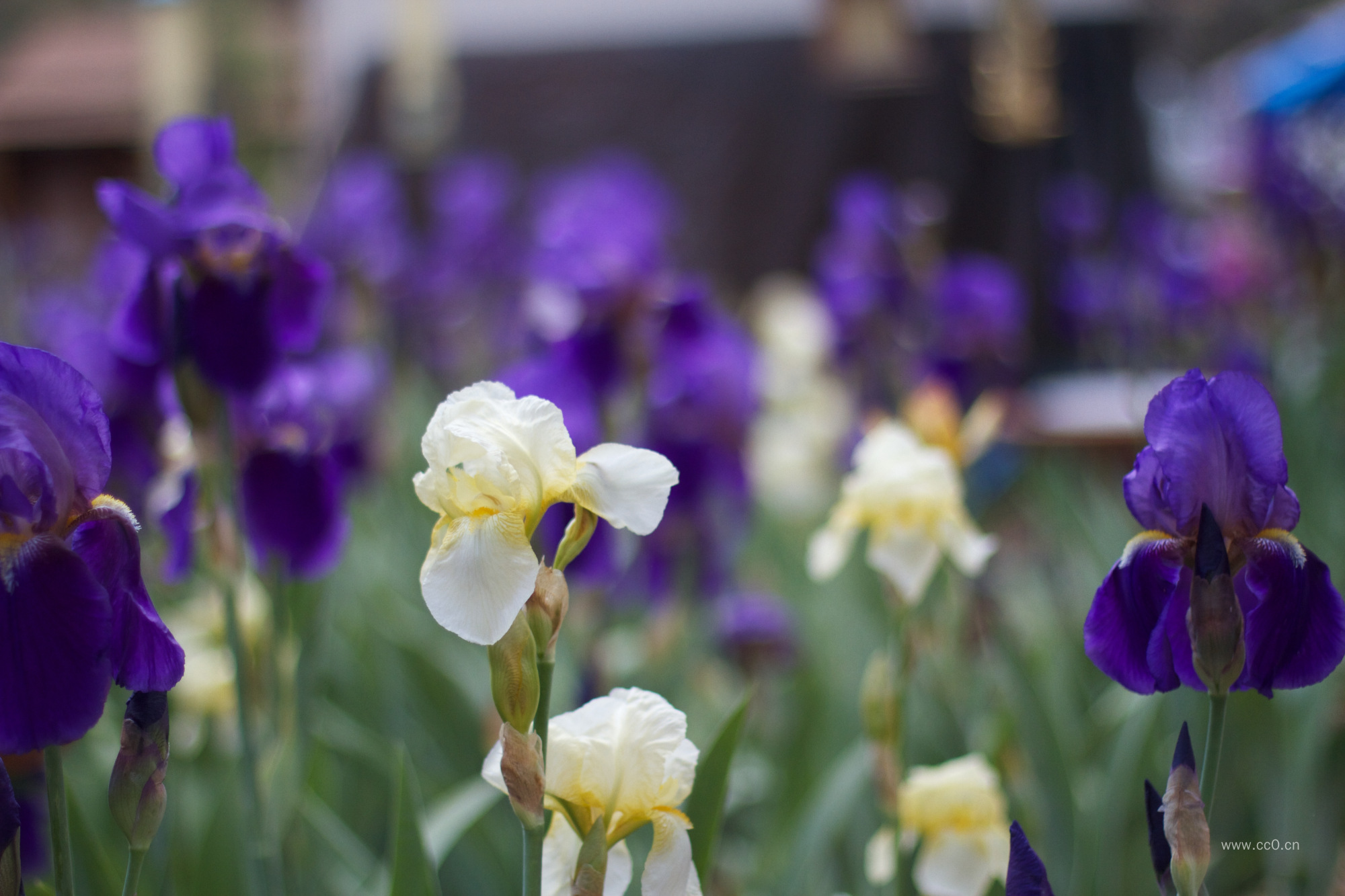 鸢尾花花朵图片