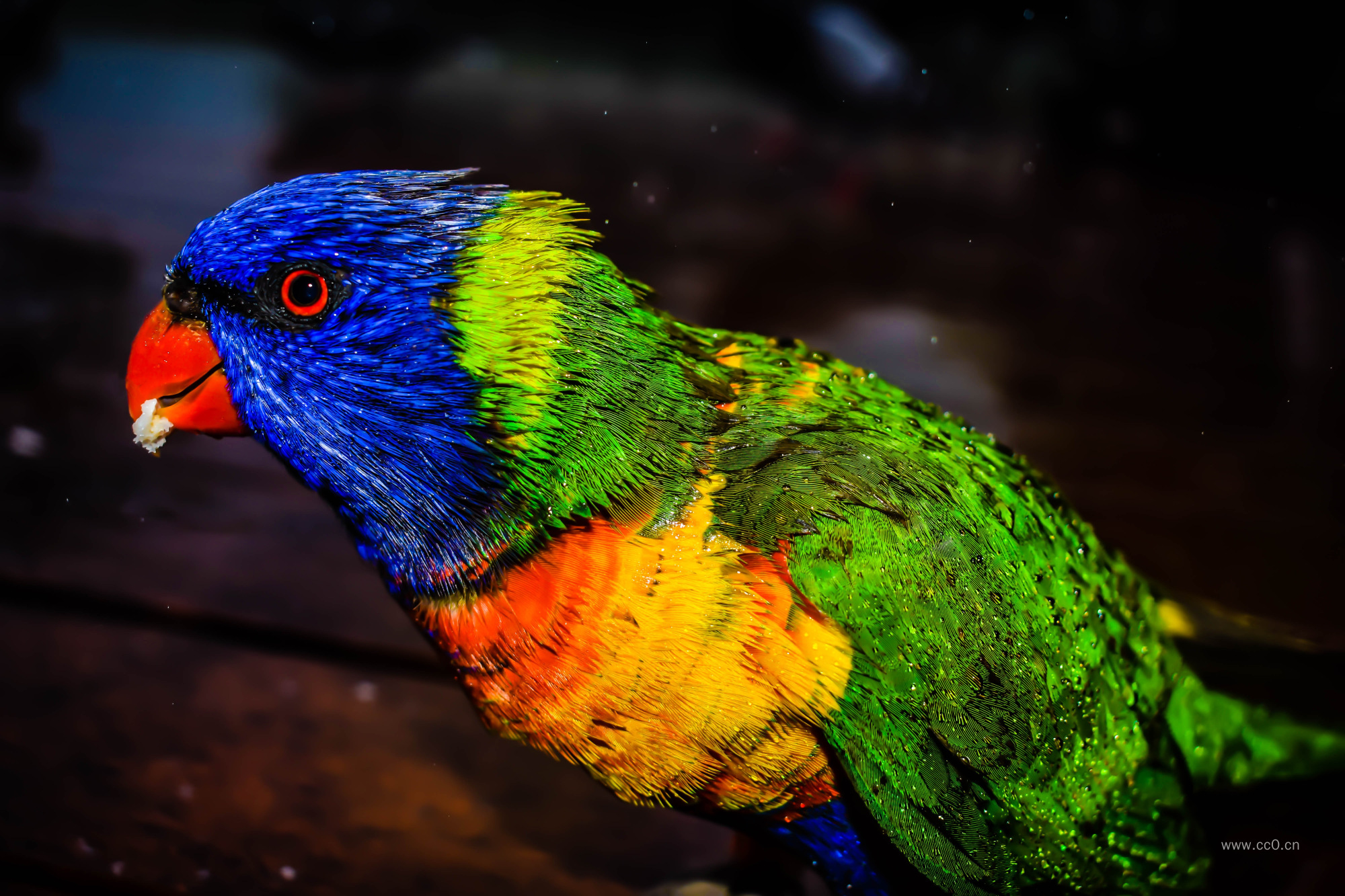 多彩的长尾小鹦鹉