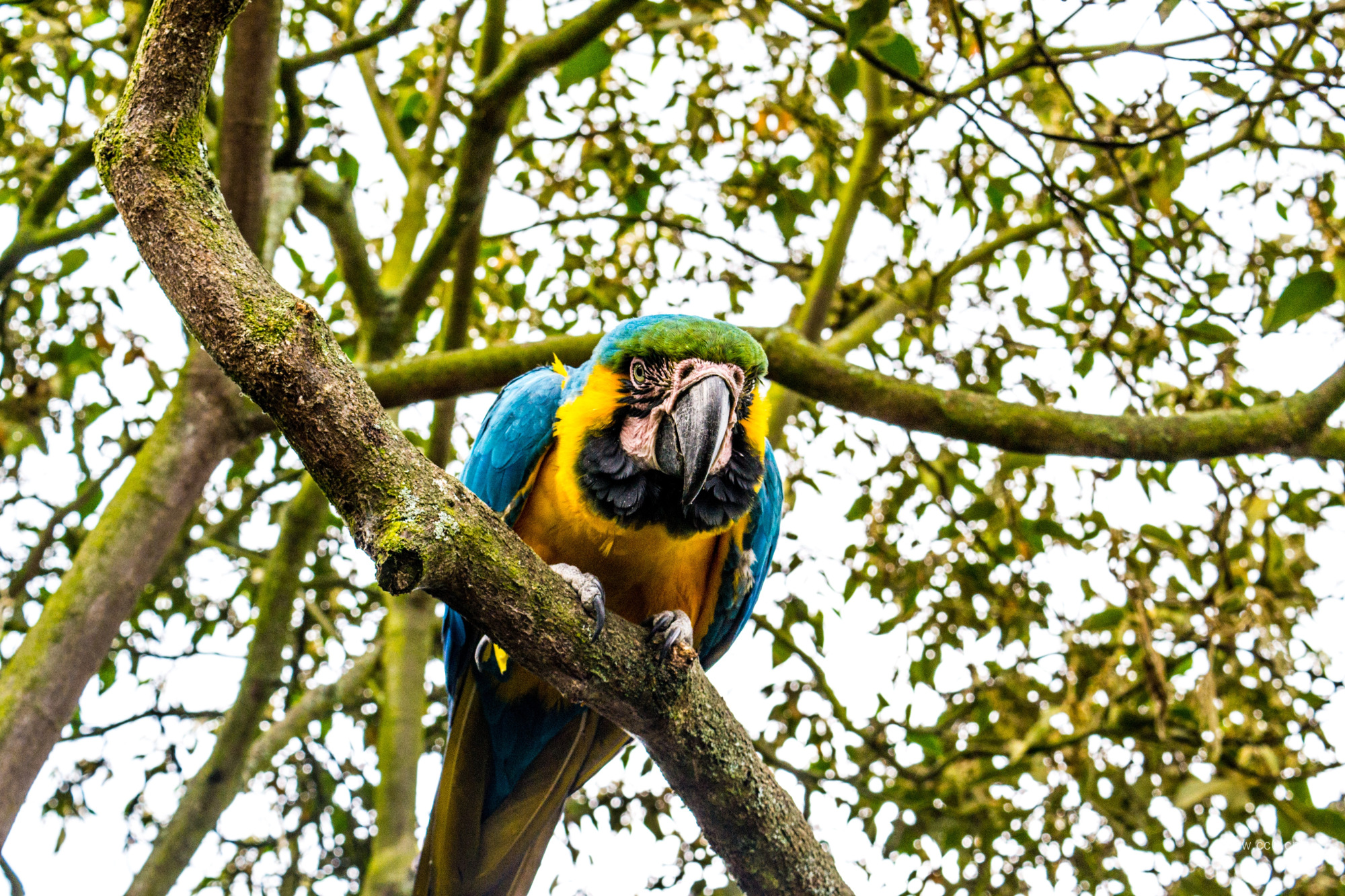 树上的一只金刚鹦鹉