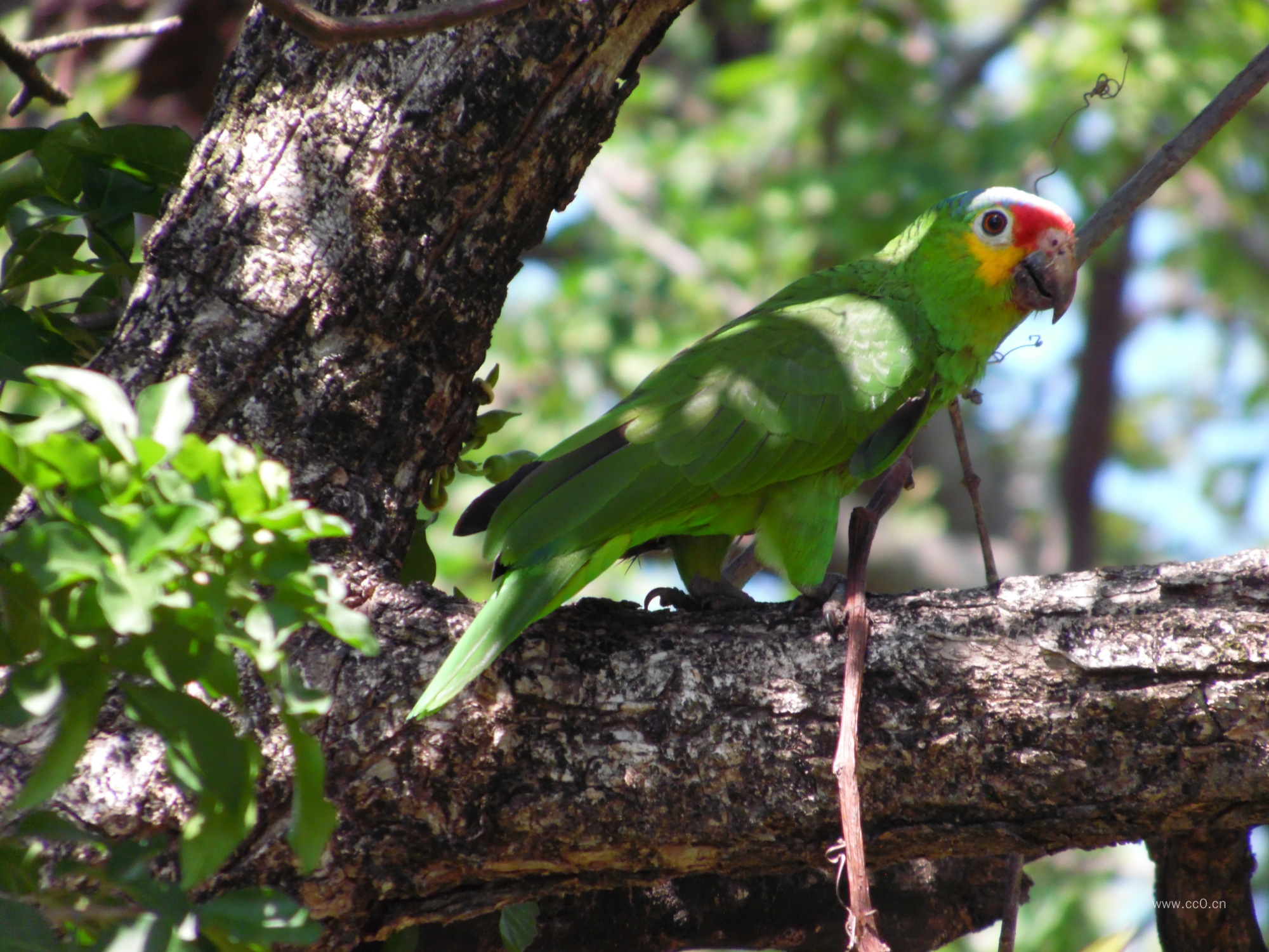 树上的绿色鹦鹉图片