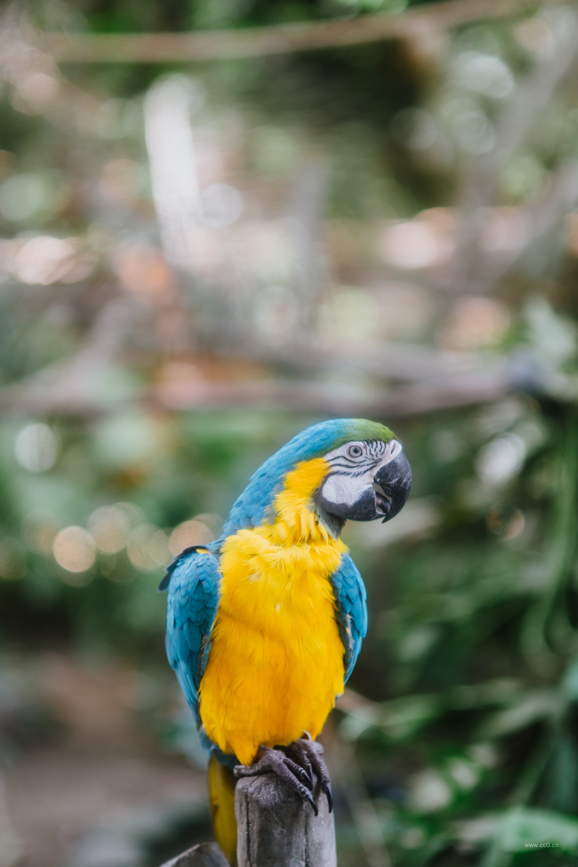 漂亮的金刚鹦鹉