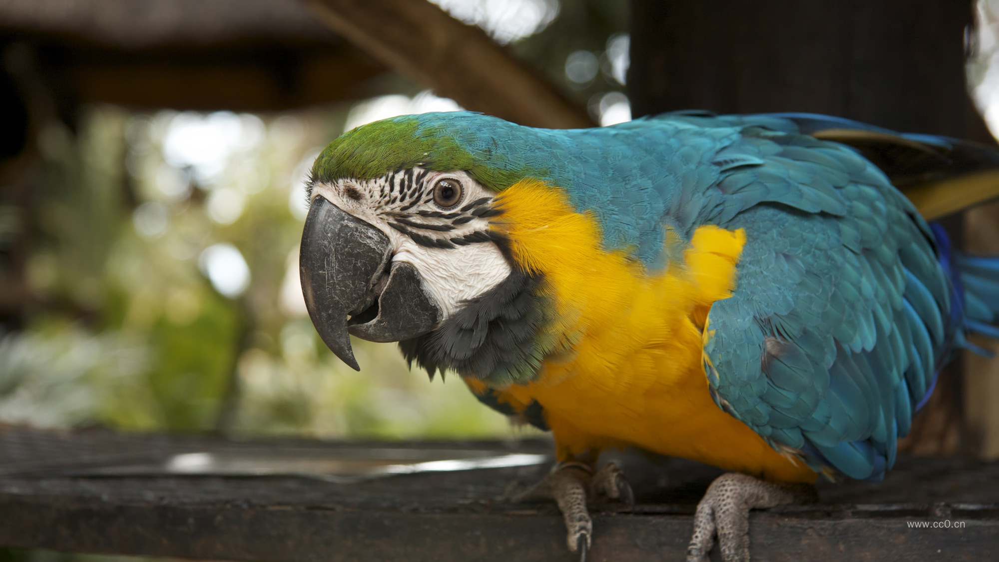 金刚鹦鹉特写图片