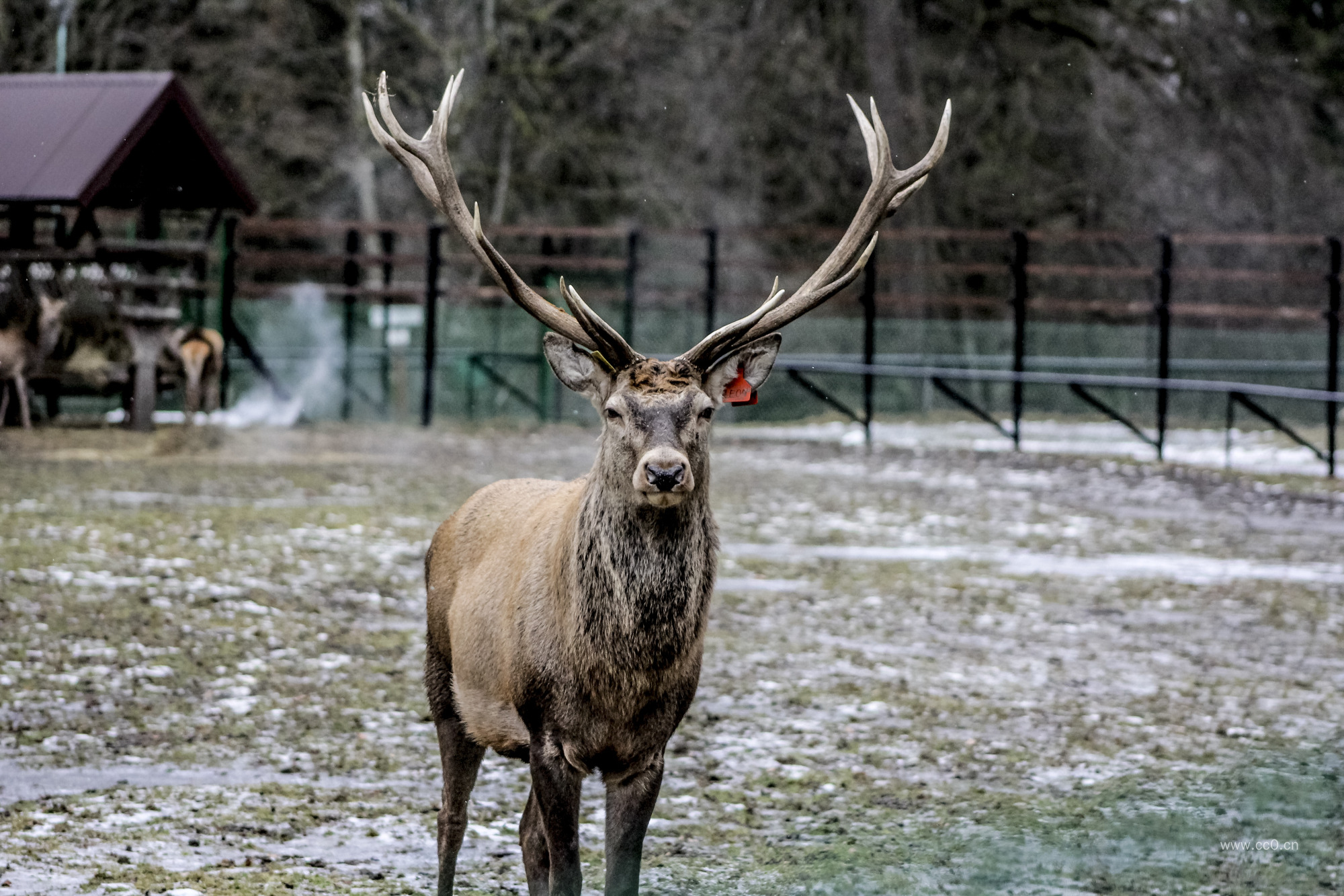 有角的雄鹿野生动物图片