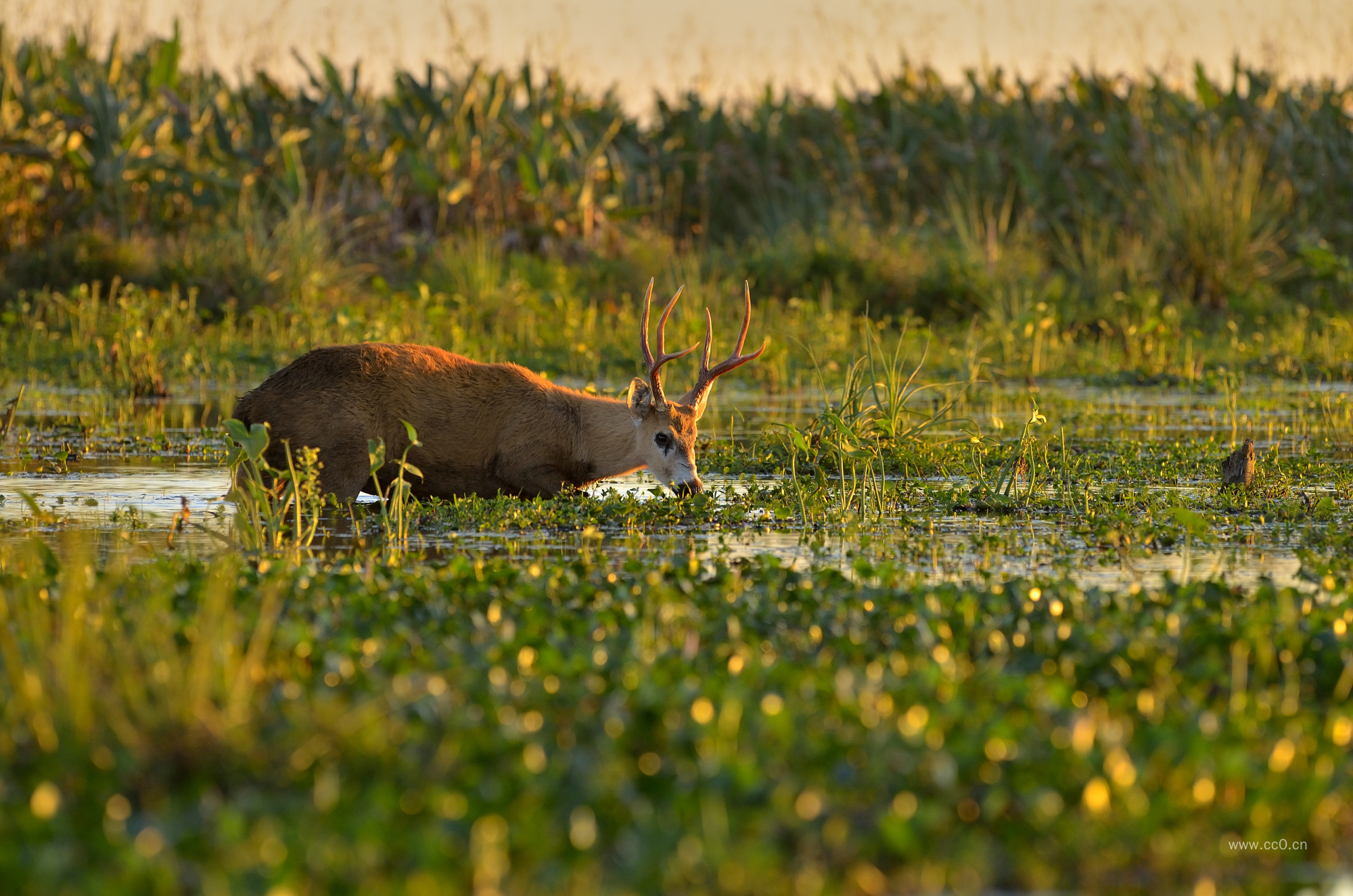 沼泽中的野生动物雄鹿图片