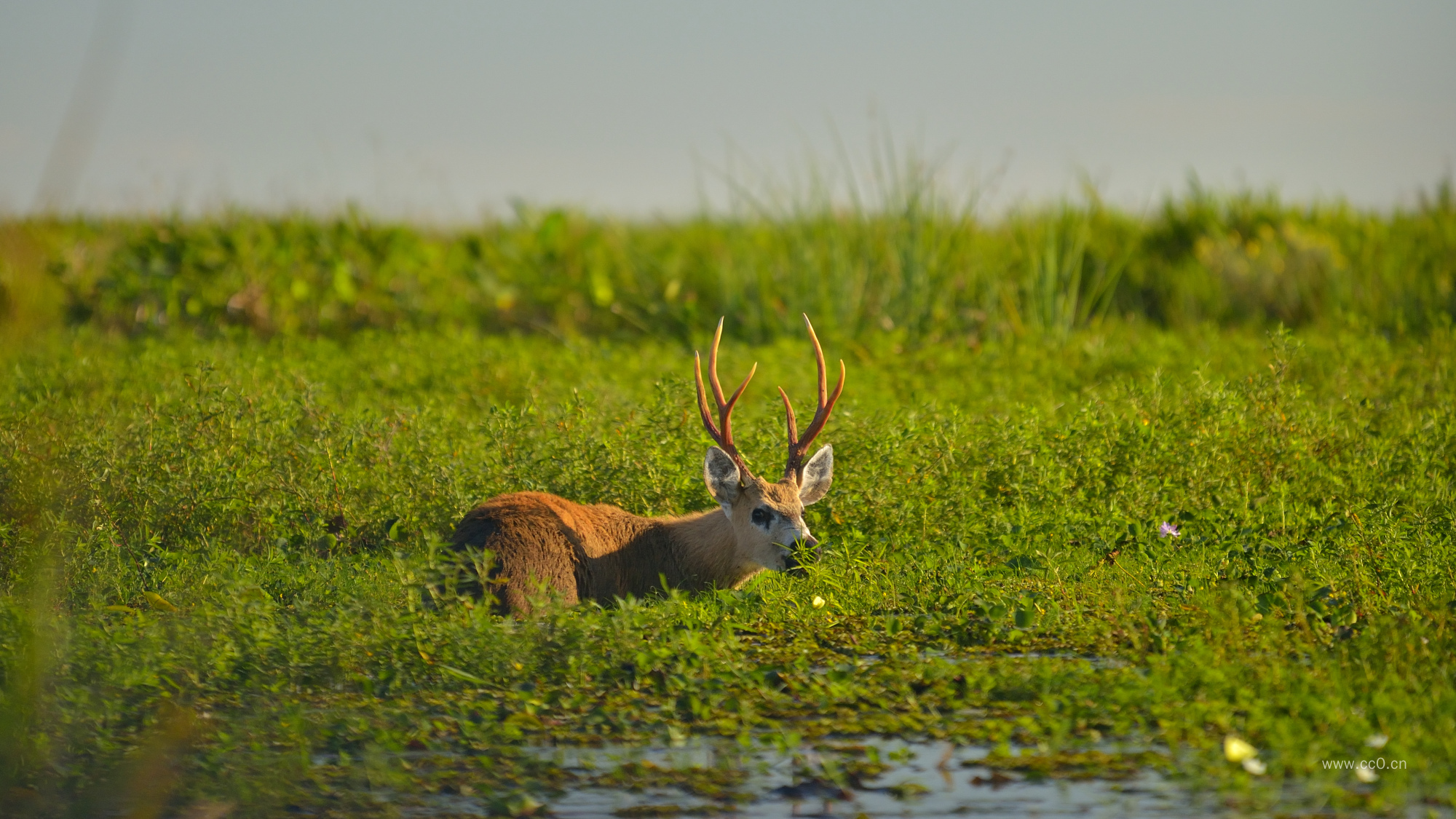 沼泽中的雄鹿