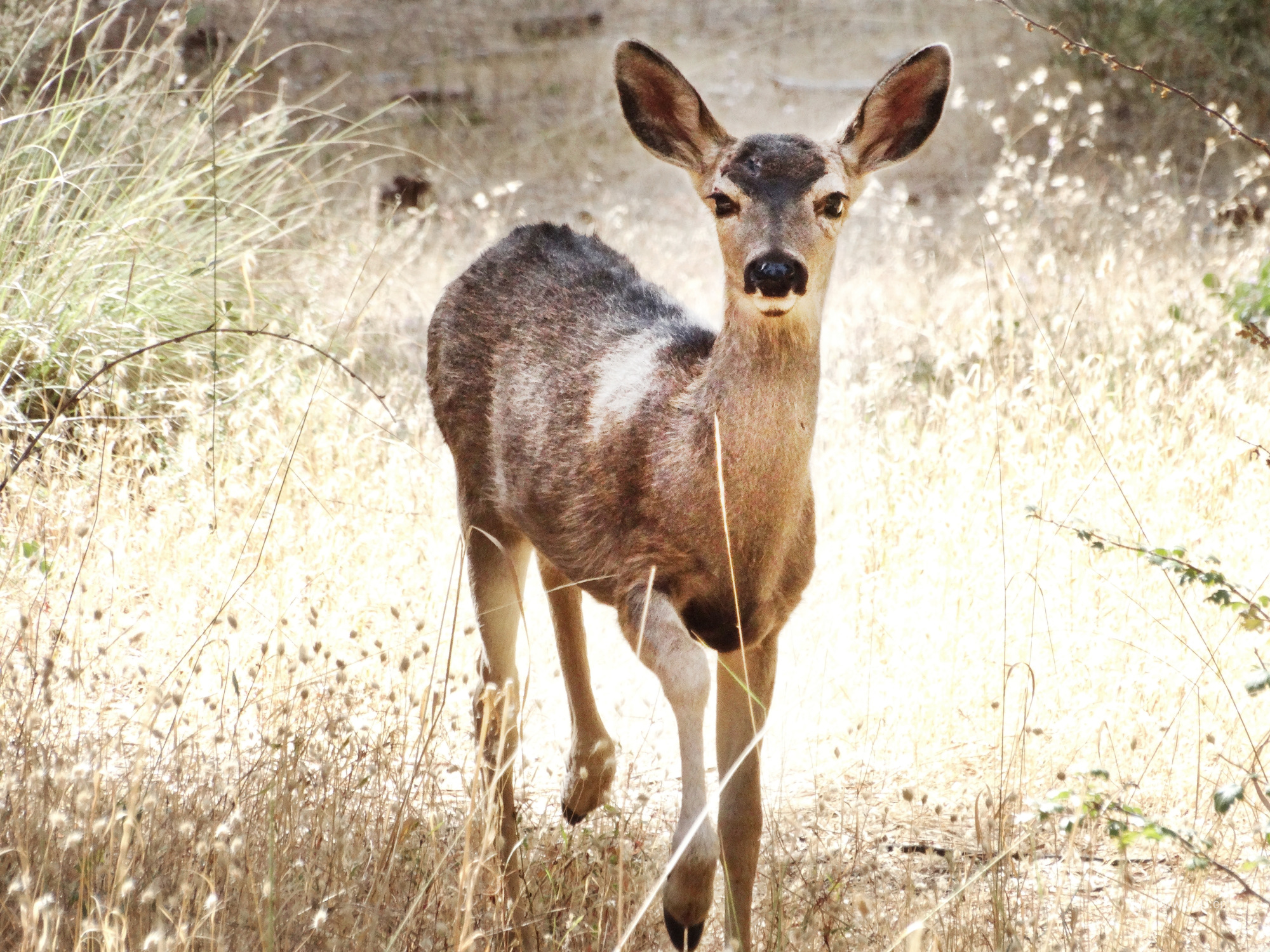 白尾鹿野生动物图片