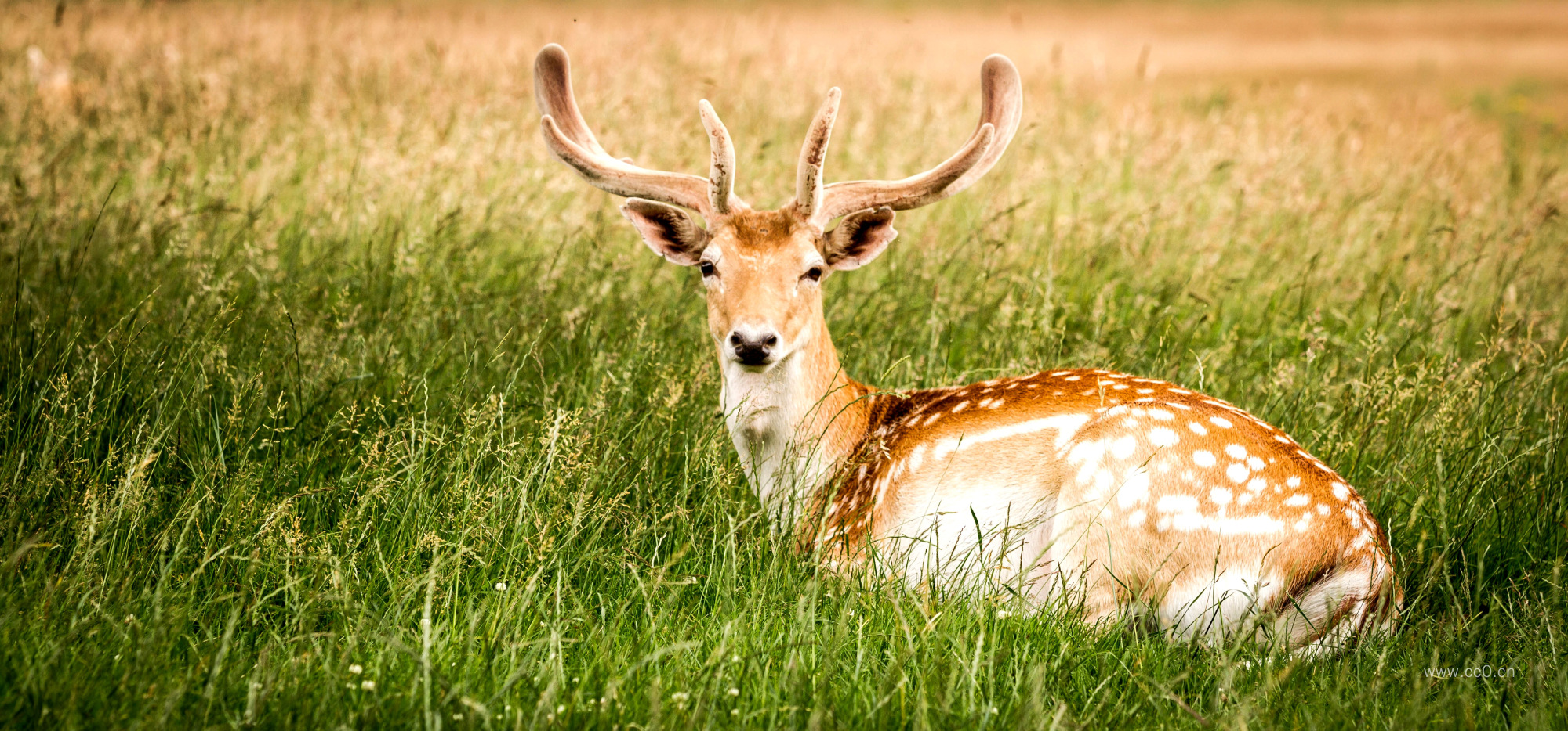 草地上的梅花鹿图片