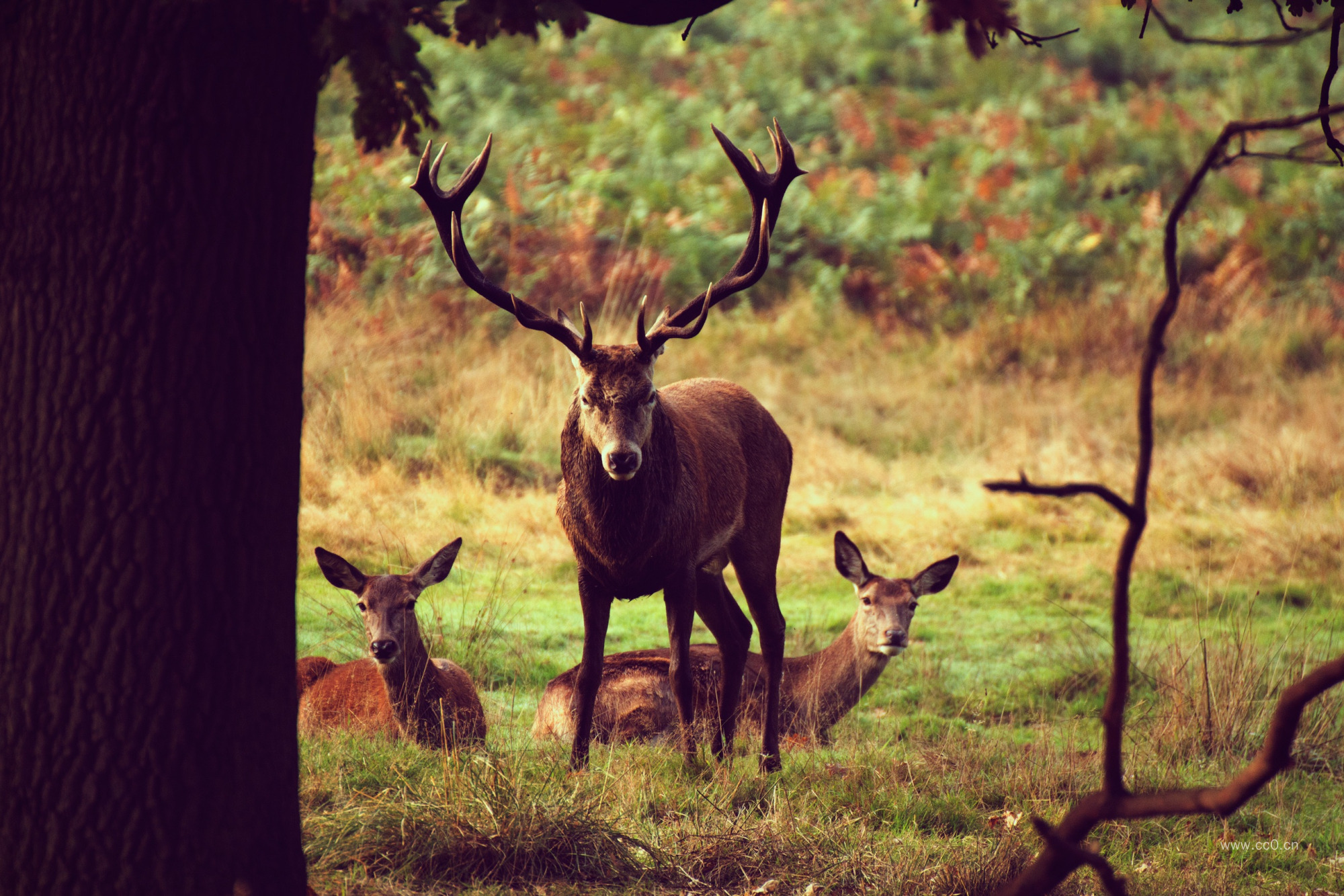 麋鹿图片
