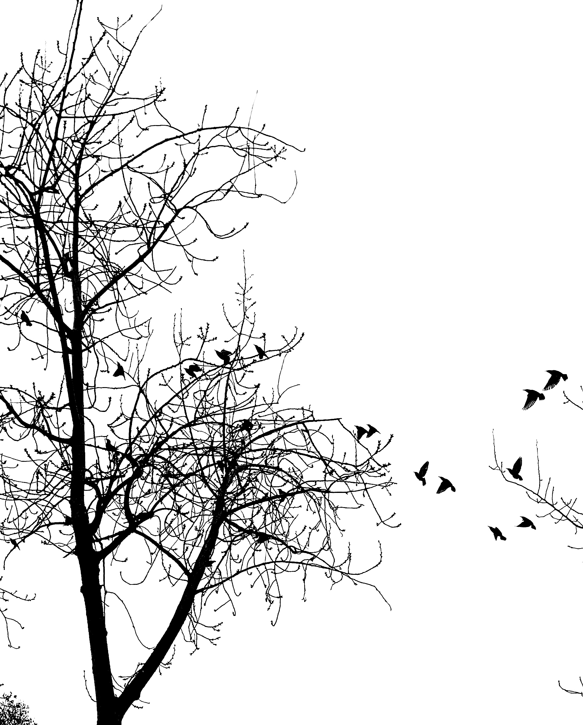 郑州黑白，飞鸟