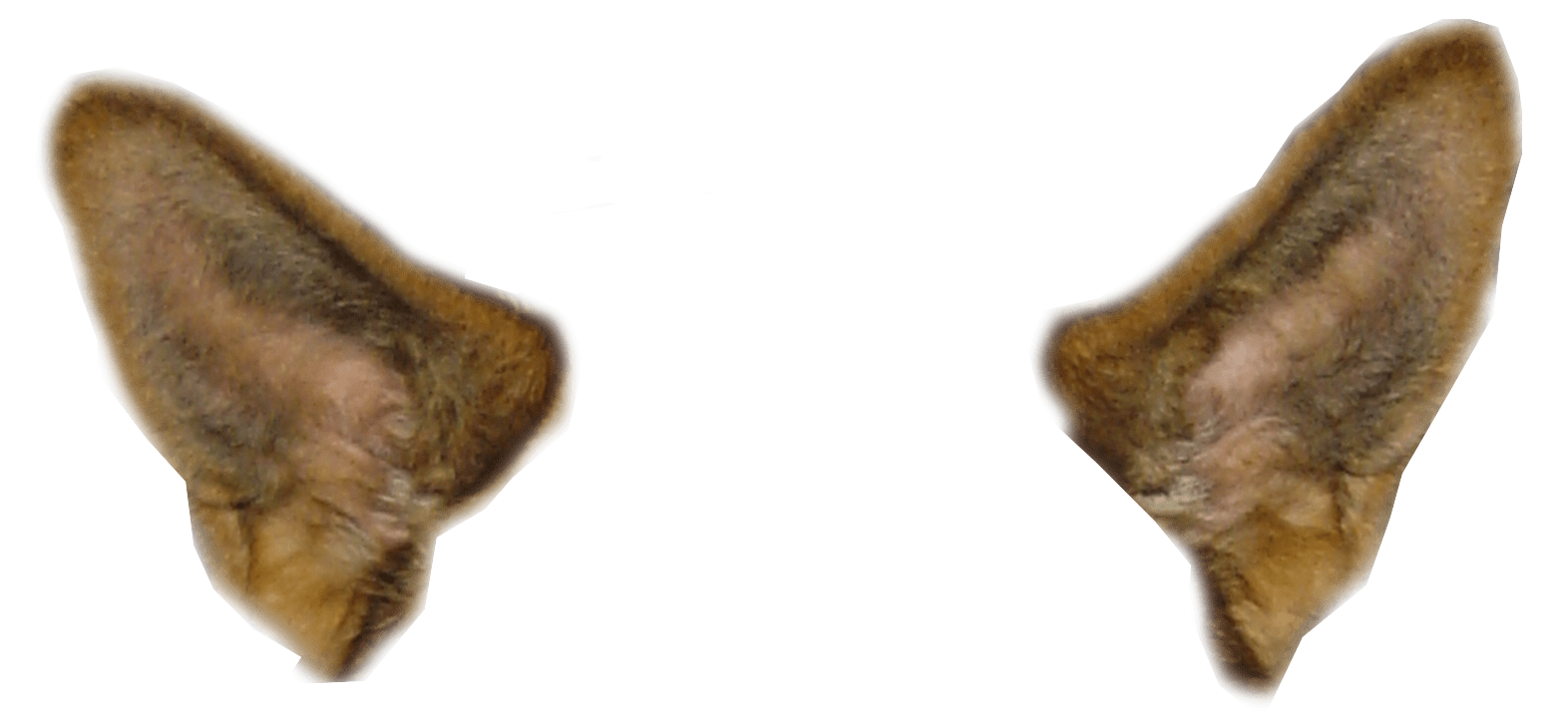 Snapchat过滤器狗耳朵