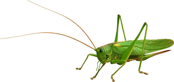 蚱蜢