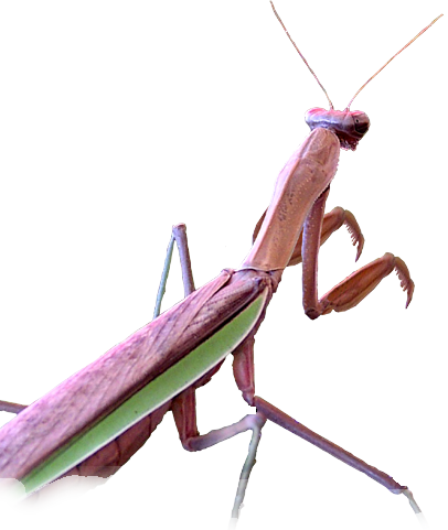 螳螂