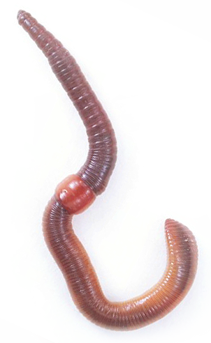 免费下载昆虫高清png图片素材—臭虫