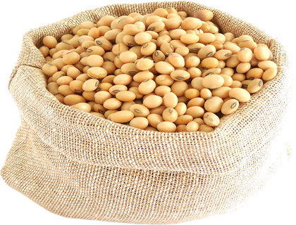 大豆